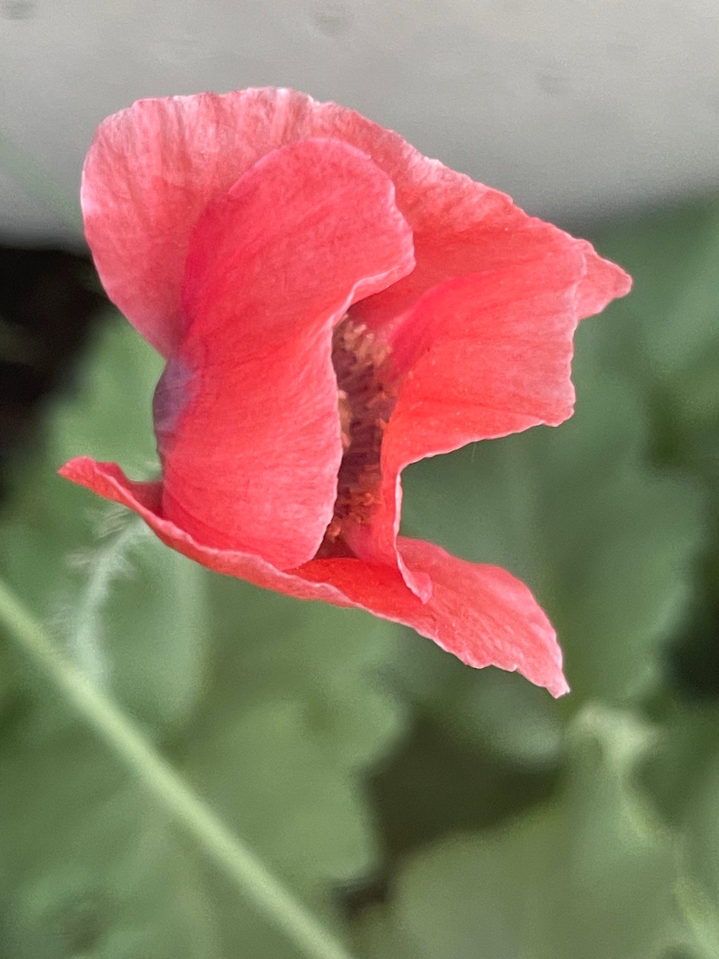 Pink Poppy 100 Seeds
