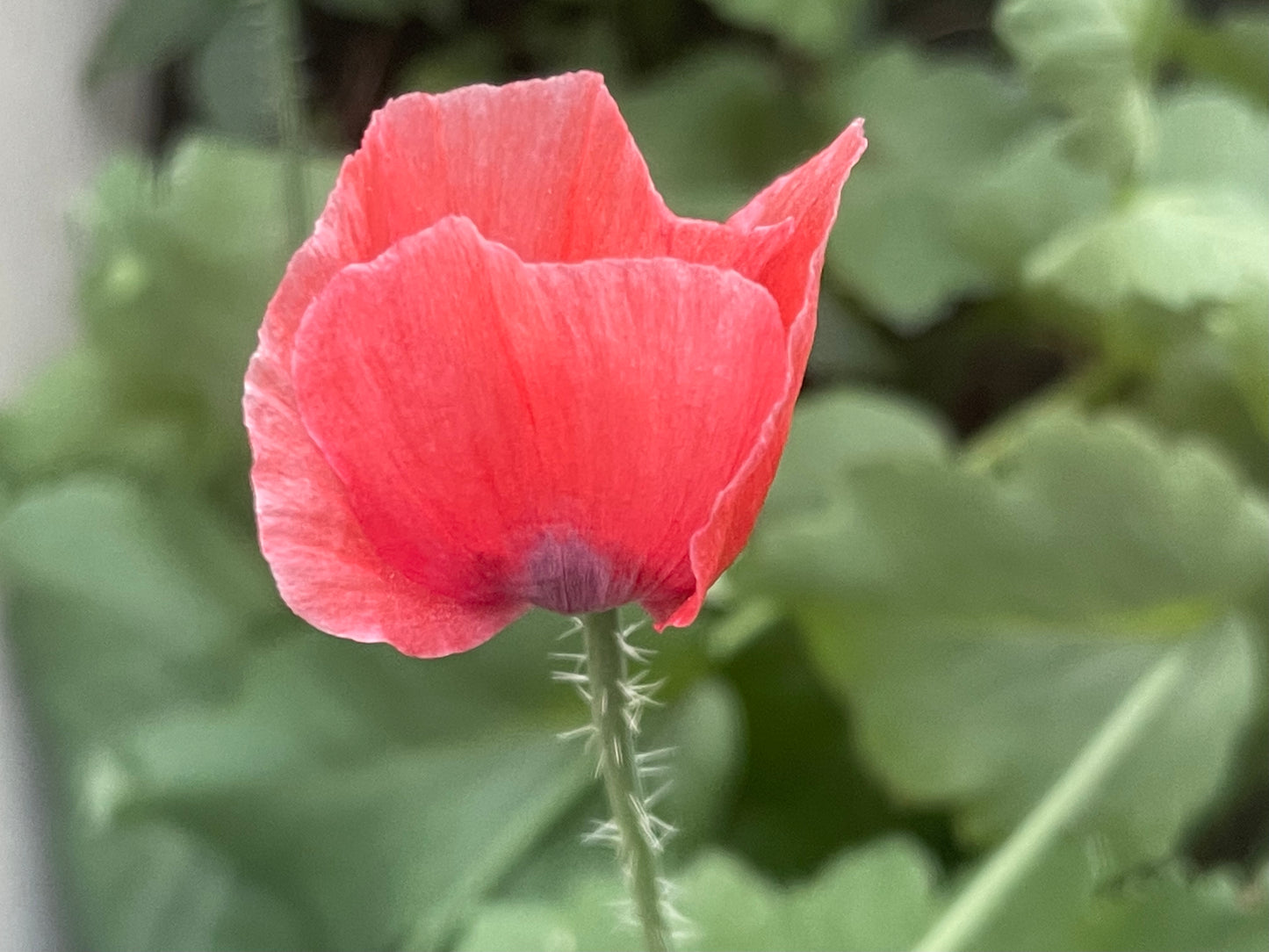 Pink Poppy 100 Seeds