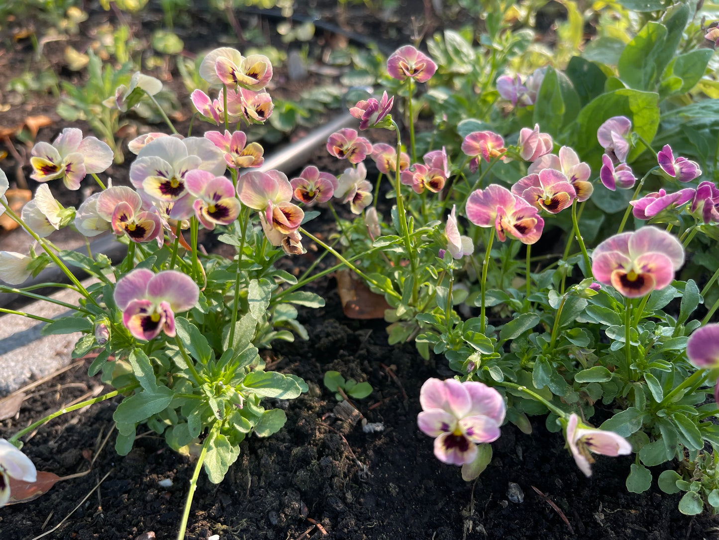 Viola Antique Laeta 10 Seeds