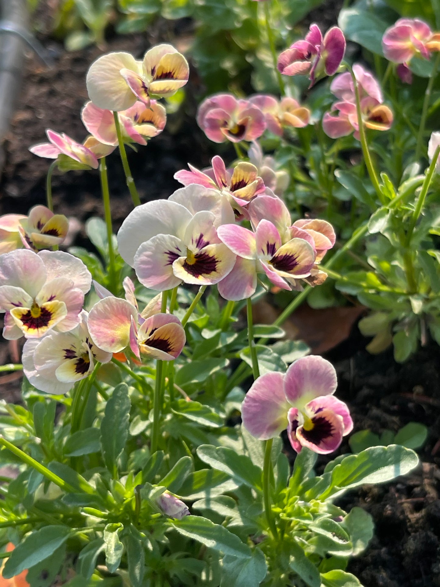 Viola Antique Laeta 10 Seeds