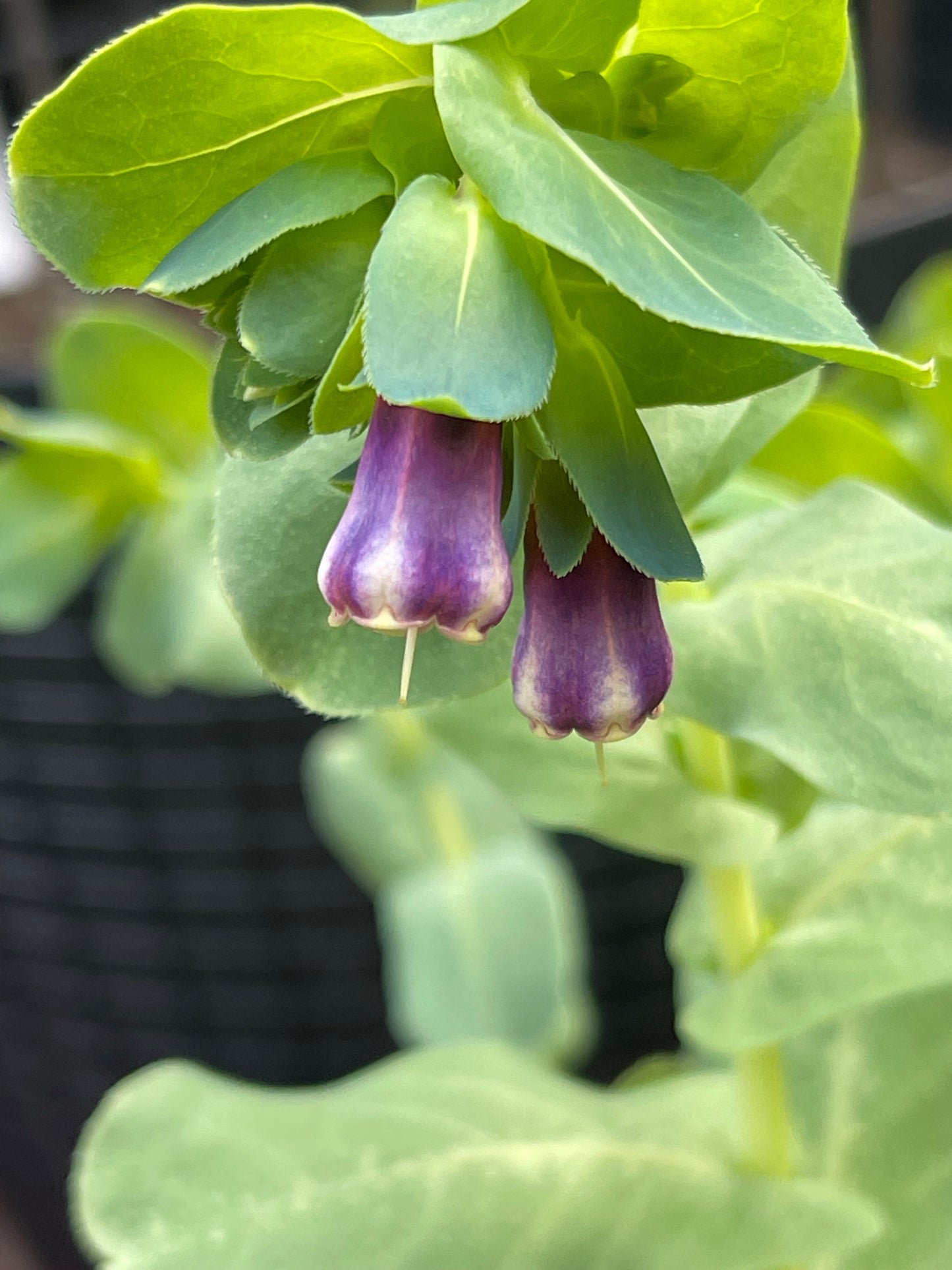 Honeywort 20 Seeds