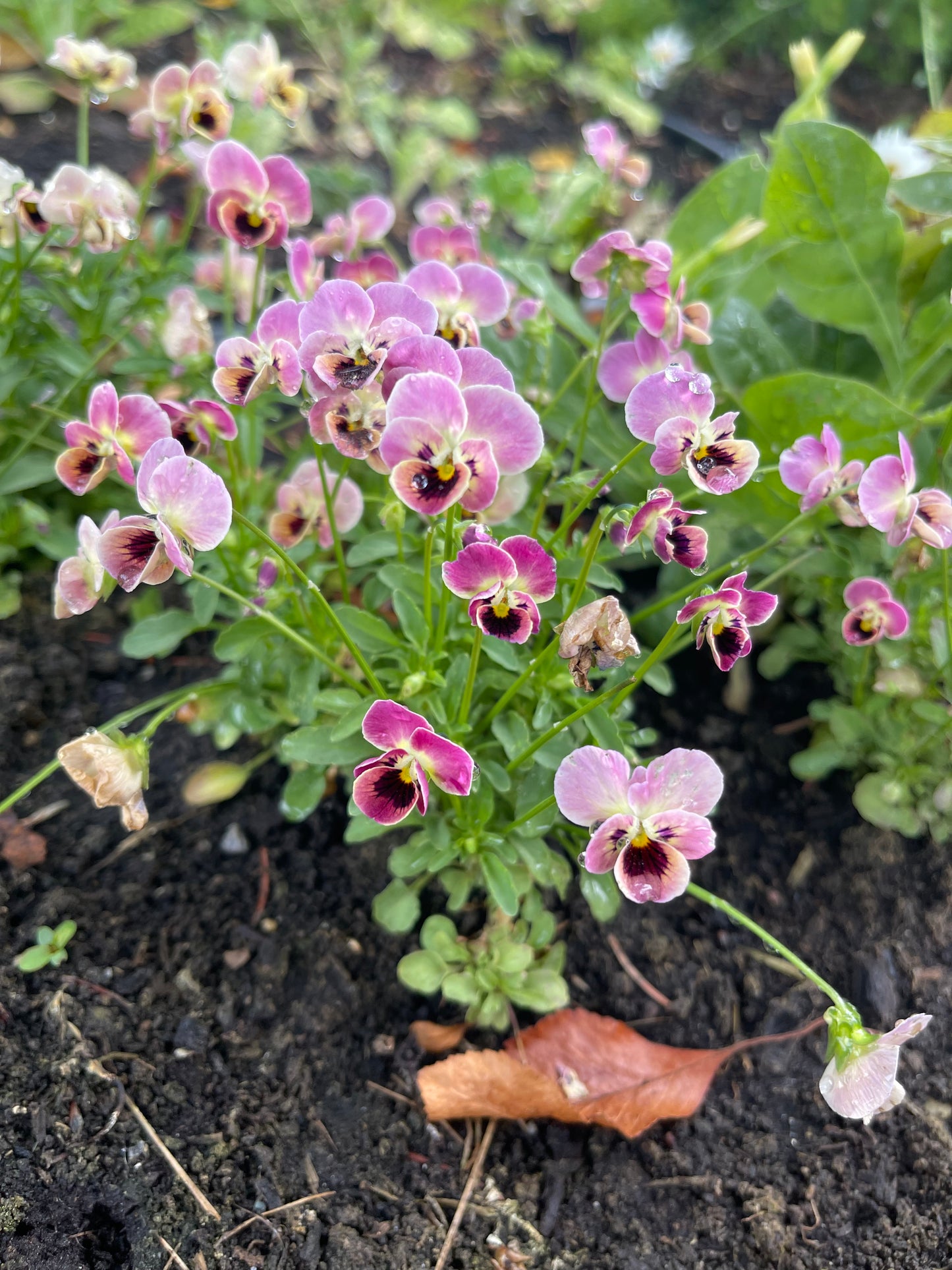 Viola Antique Laeta 10 Seeds