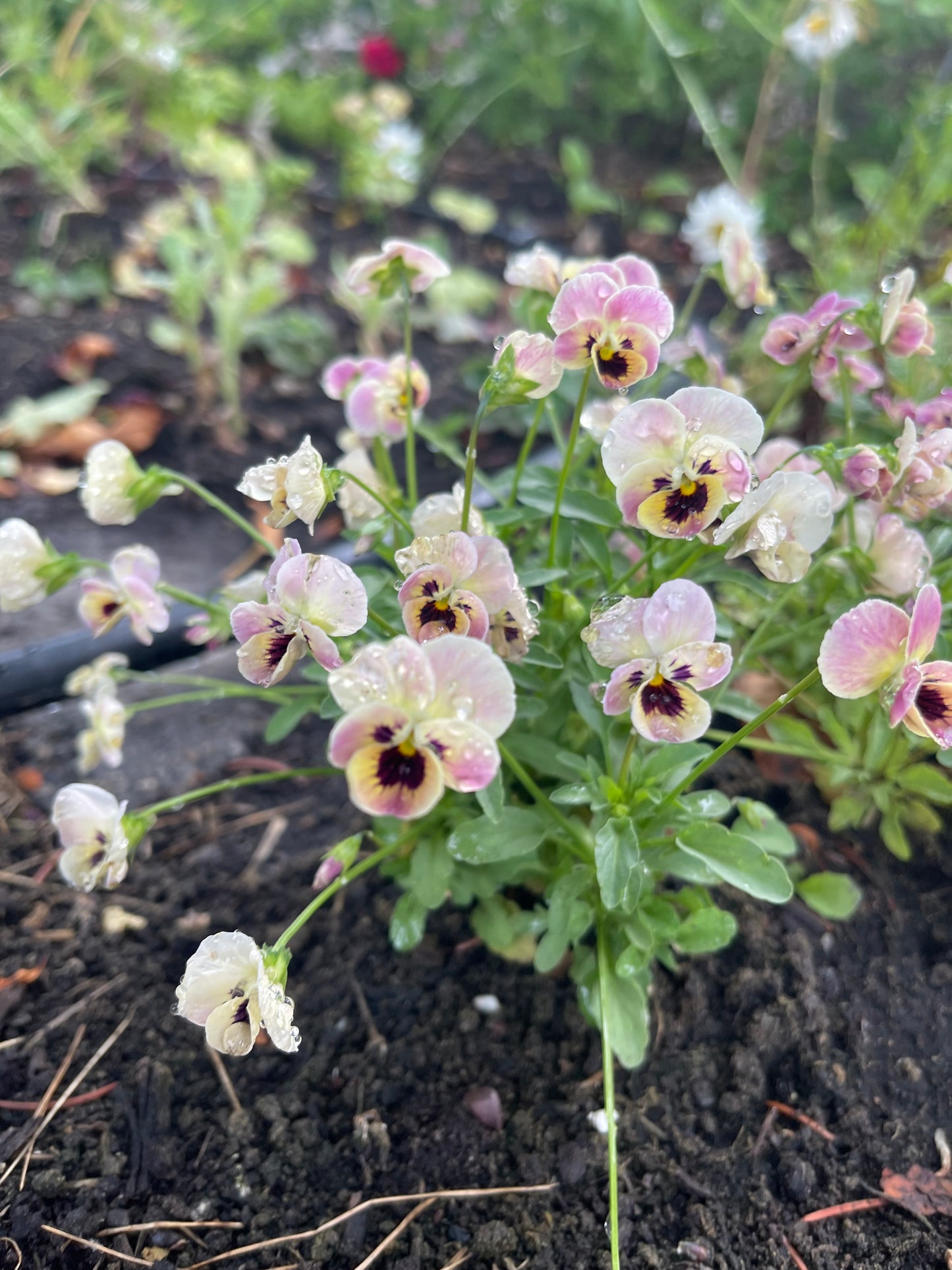 Viola Antique Laeta 10 Seeds