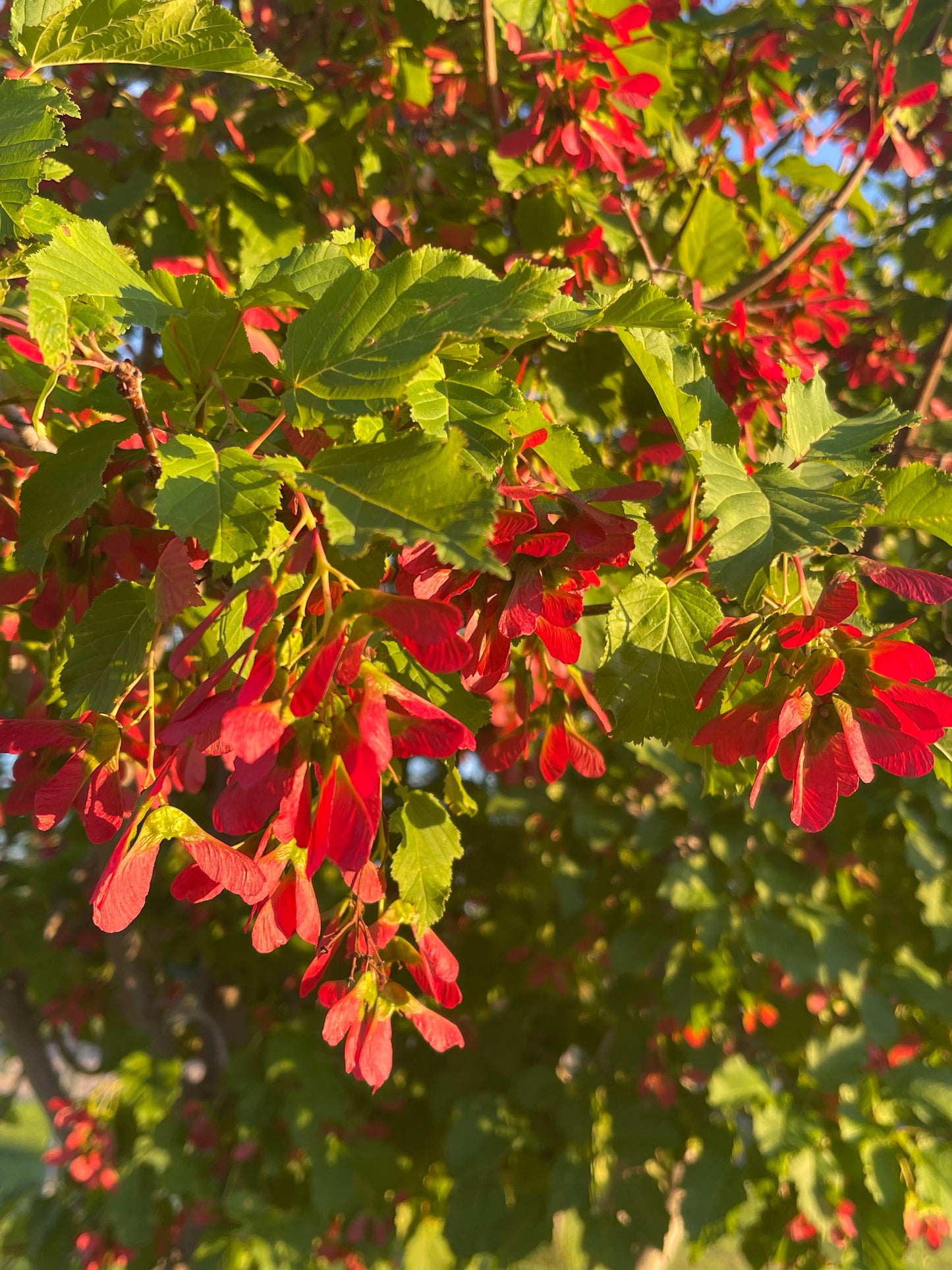 Tatarian Maple 20 Seeds
