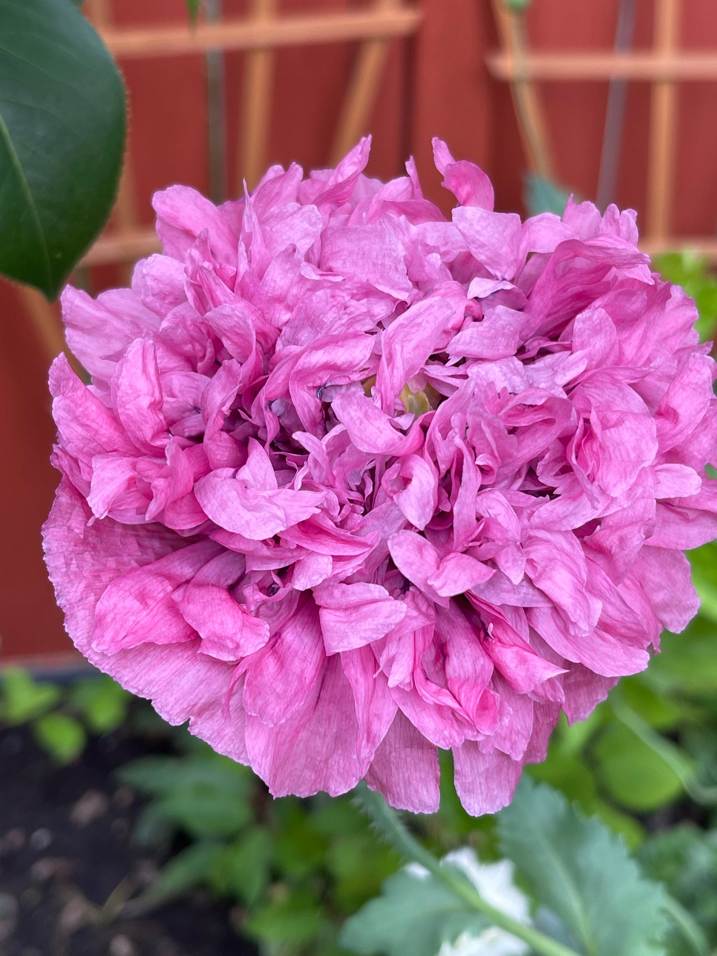 Purple Peony Poppy 100 Seeds