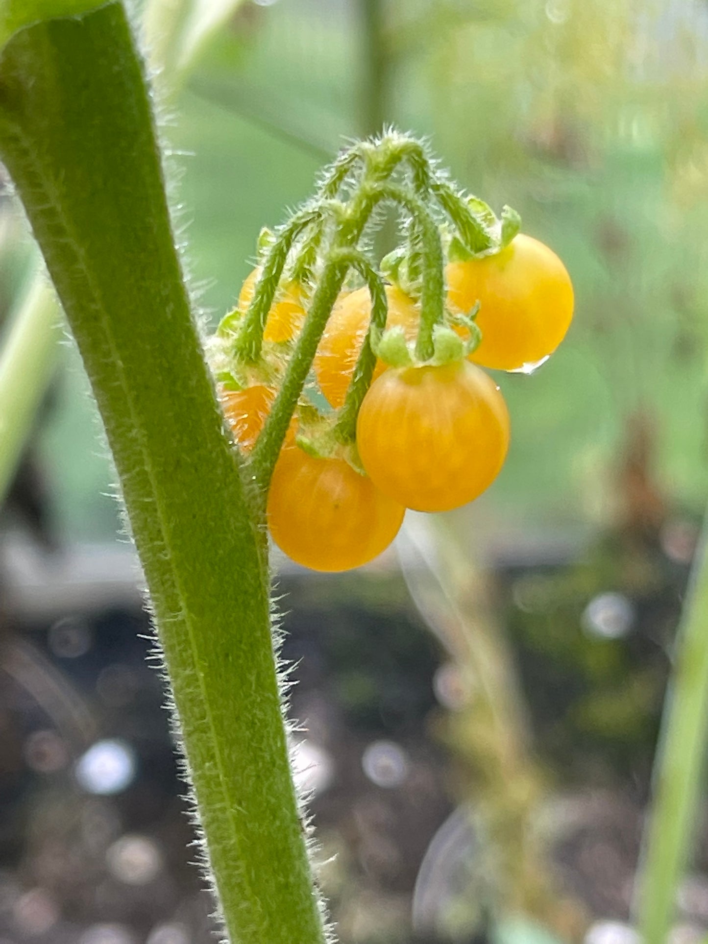 Golden Pearls Berry - Solanum Villosum 100 Seeds