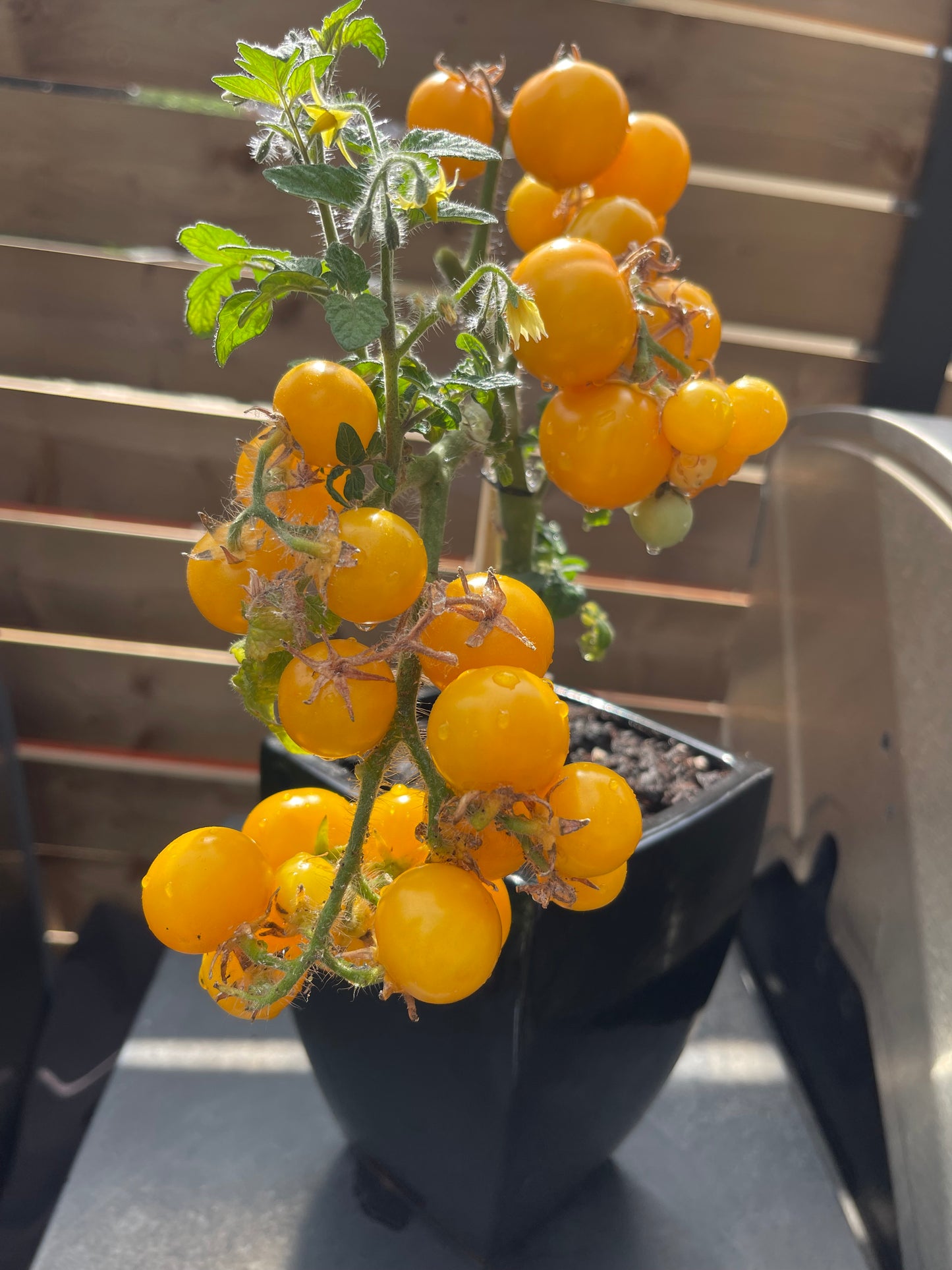 Aztek Micro Dwarf Tomato 20 Seeds