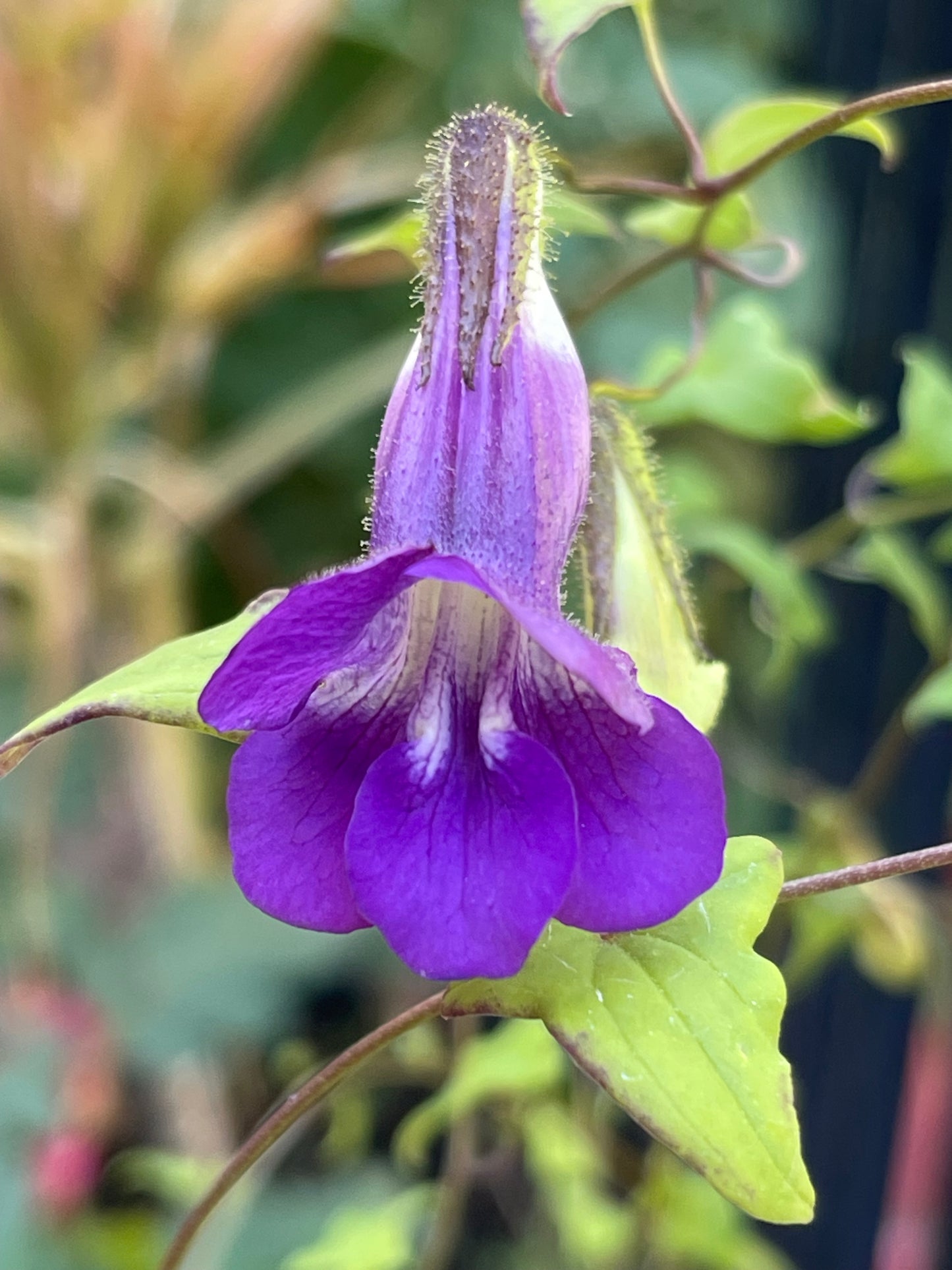 Snapdragon Vine 25 Seeds