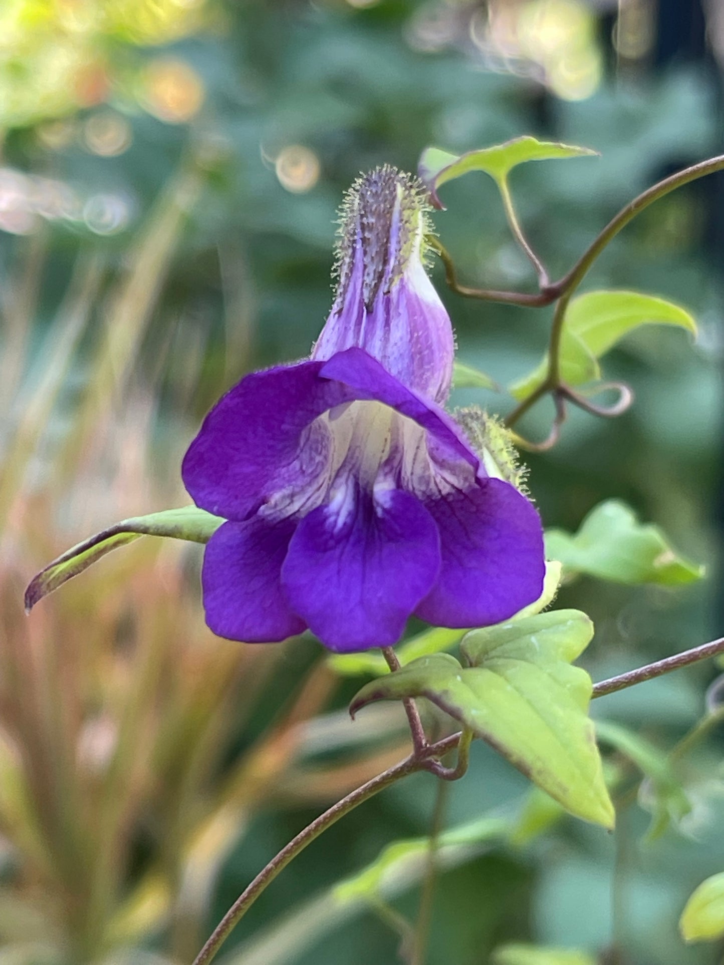 Snapdragon Vine 25 Seeds