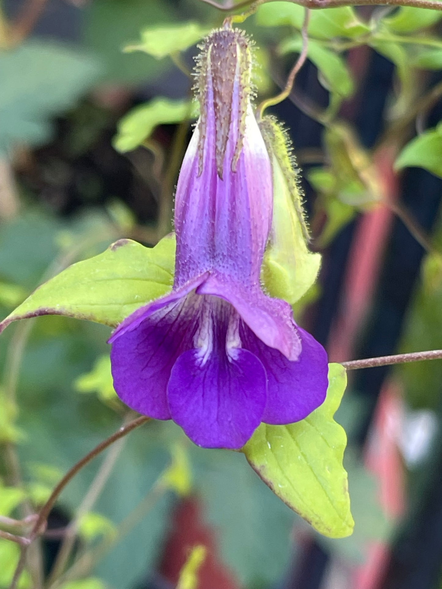 Snapdragon Vine 25 Seeds
