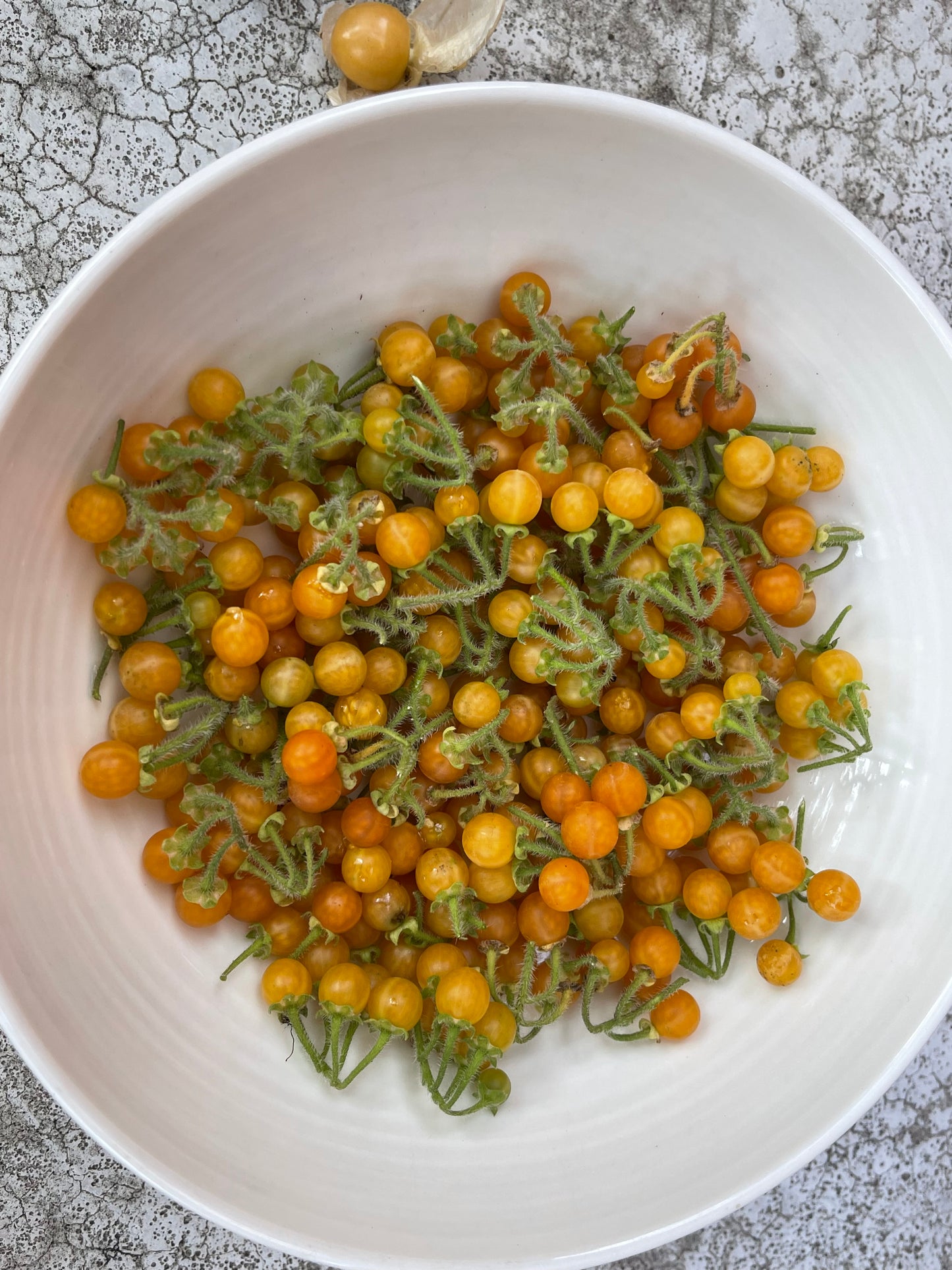 Golden Pearls Berry - Solanum Villosum 100 Seeds