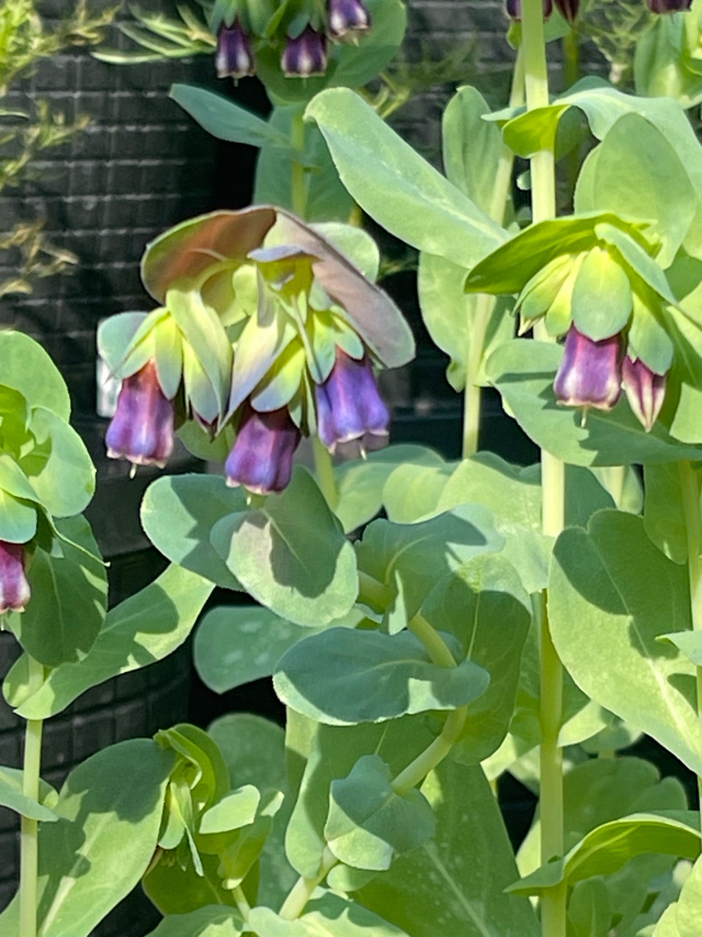 Honeywort 20 Seeds