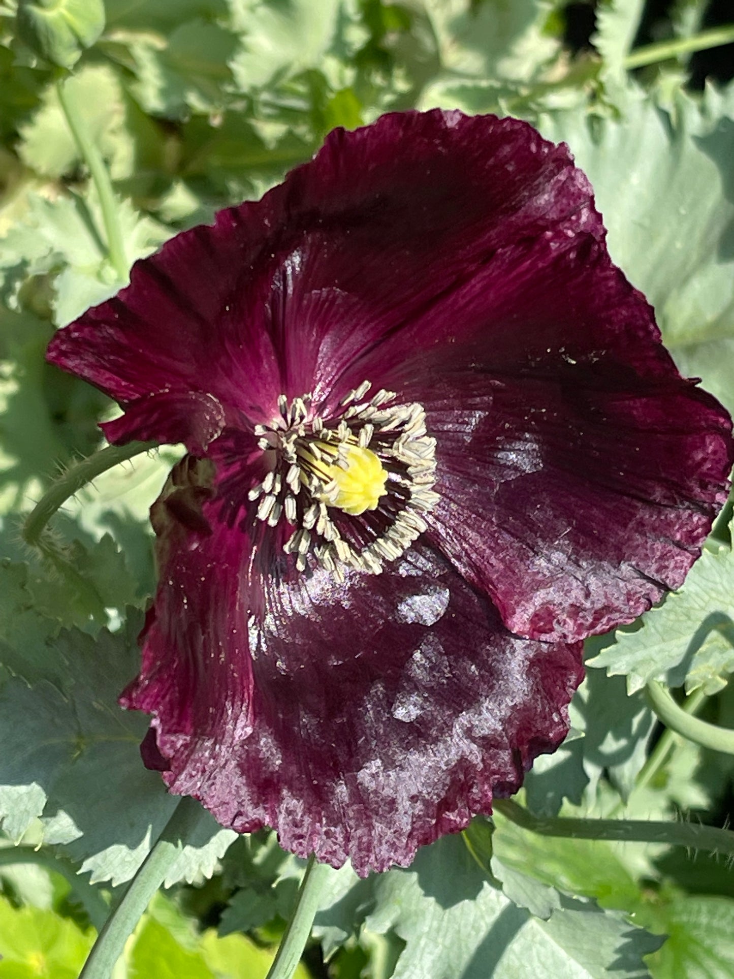 Black Poppy 100 Seeds