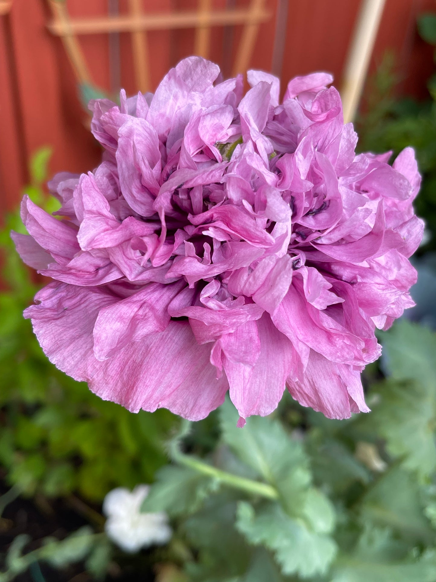 Purple Peony Poppy 100 Seeds
