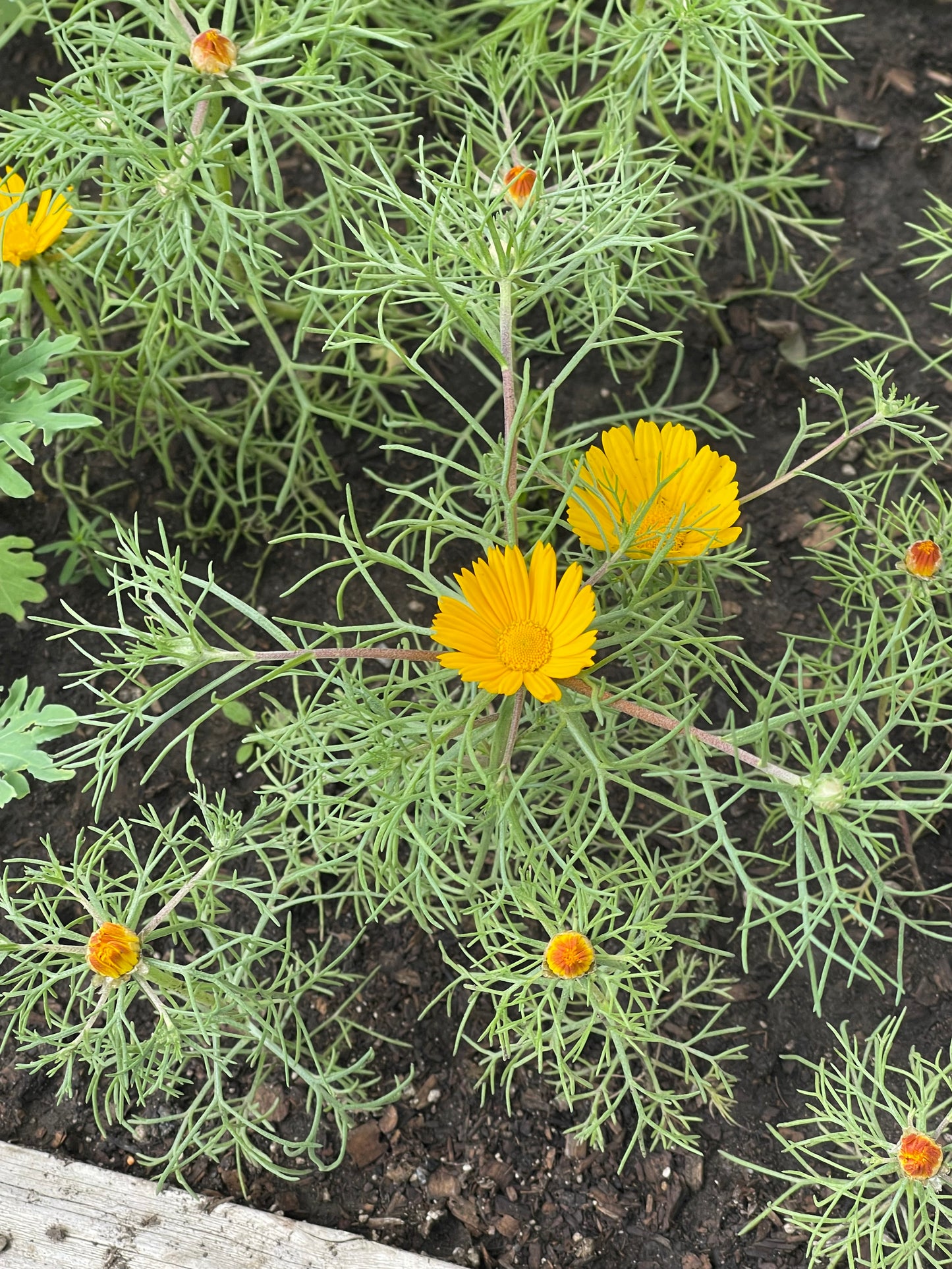 Moroccan Chamomile 100 Seeds