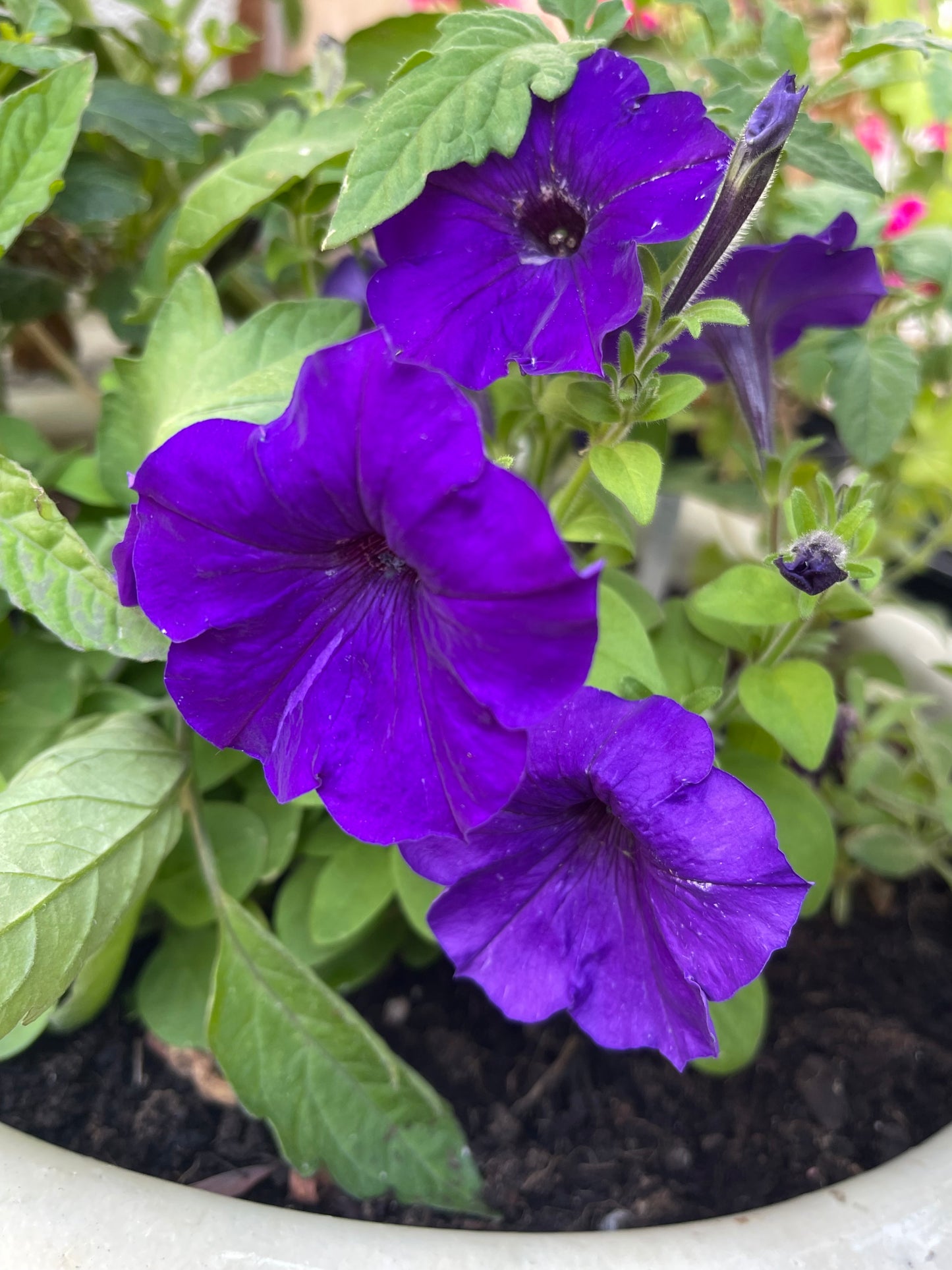 Purple Petunia 100 Seeds