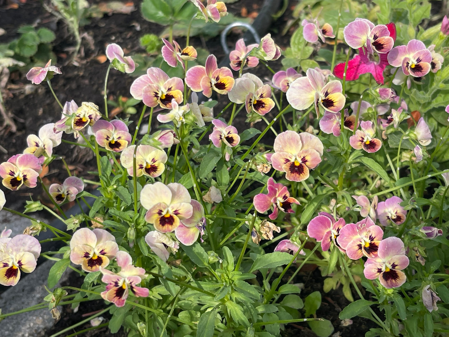Viola Antique Laeta 10 Seeds