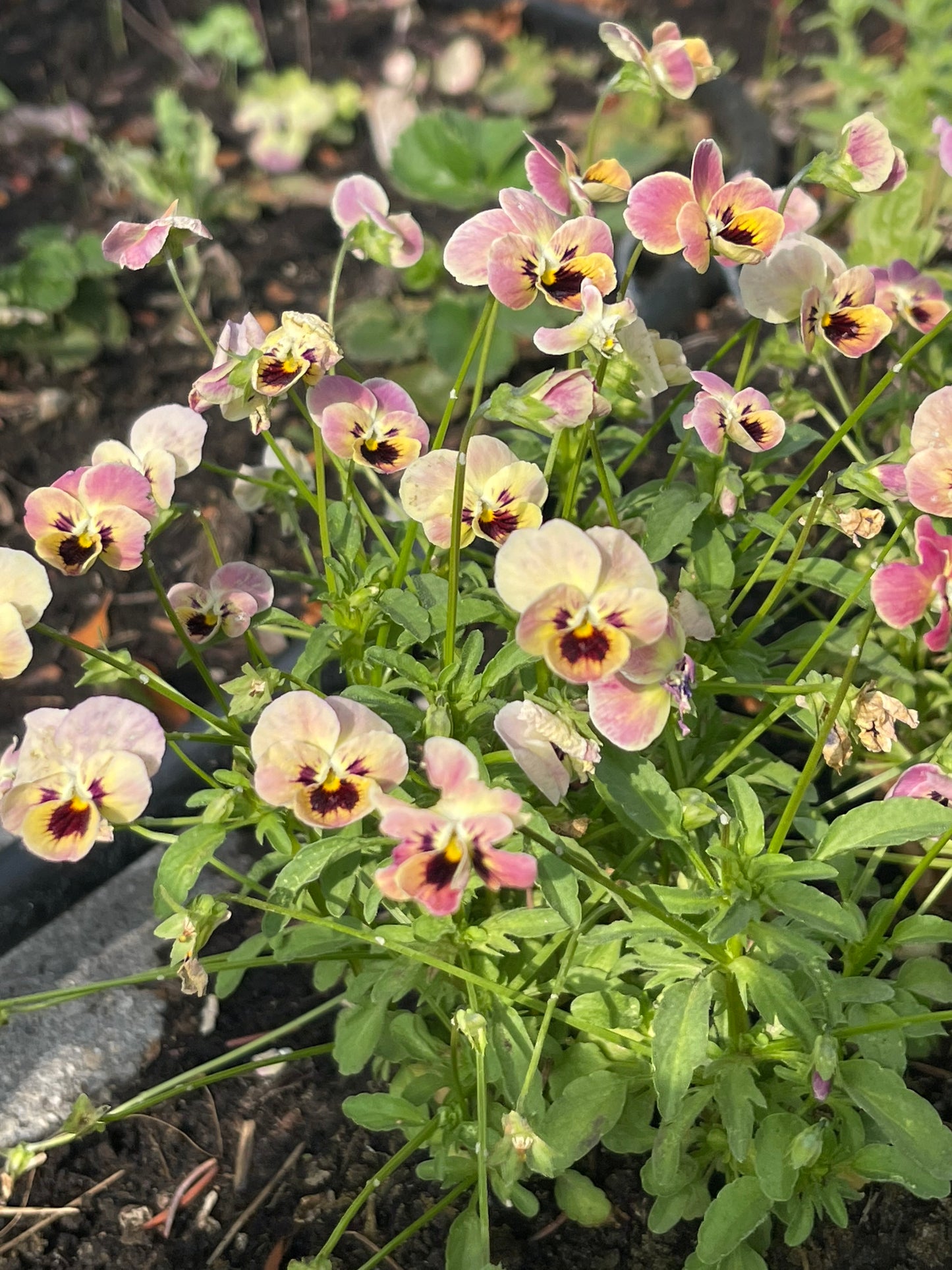 Viola Antique Laeta 10 Seeds