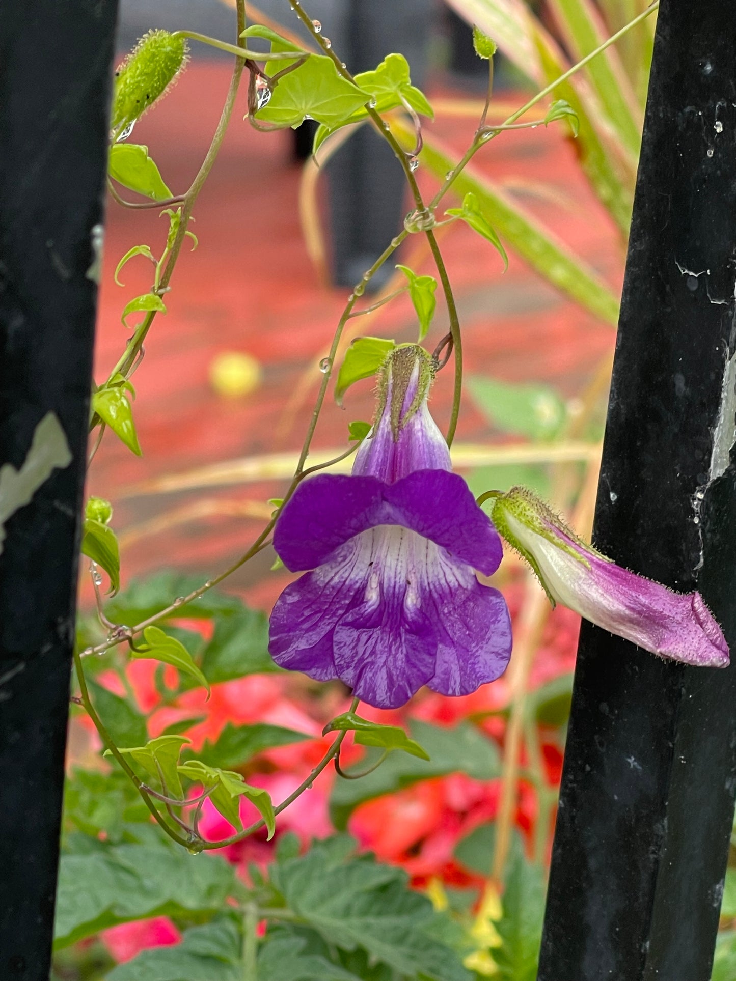 Snapdragon Vine 25 Seeds