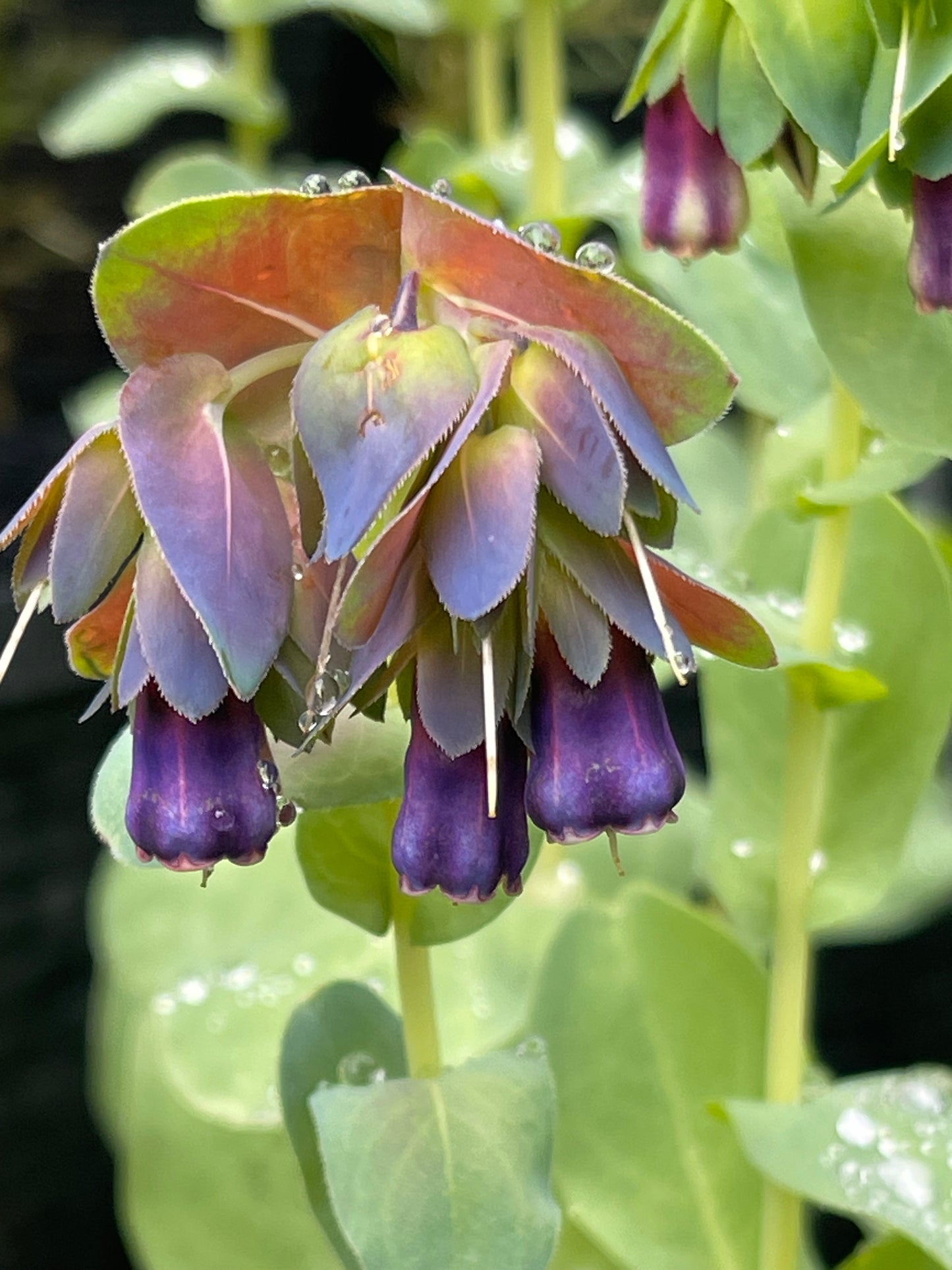 Honeywort 20 Seeds
