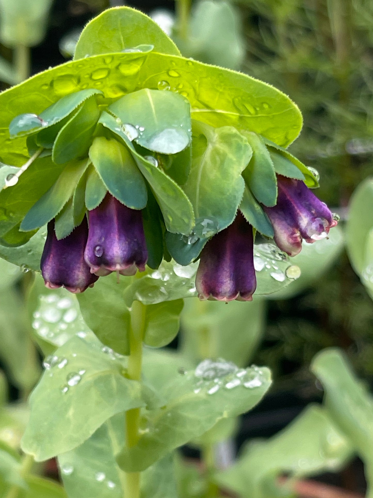Honeywort 20 Seeds