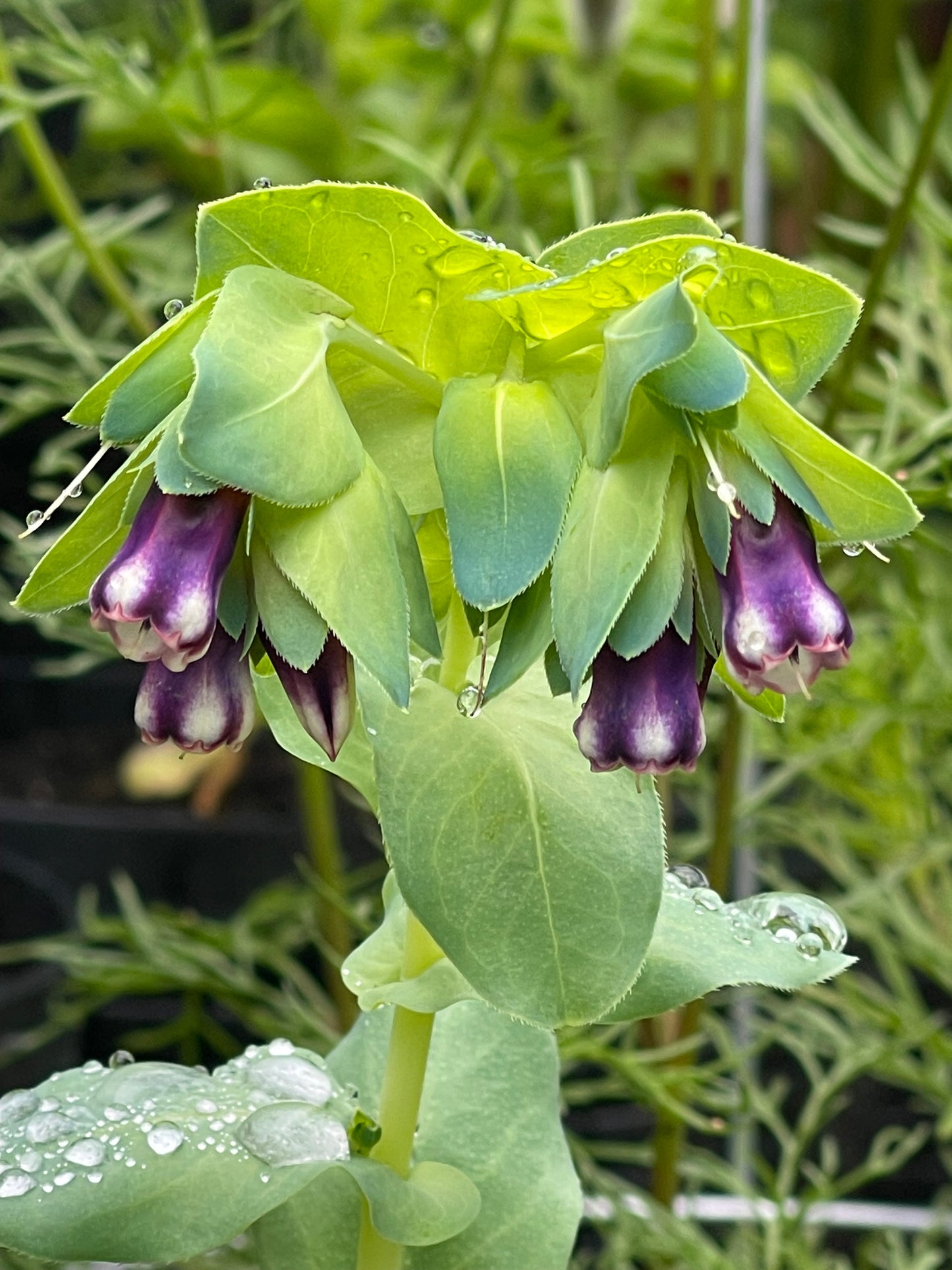 Honeywort 20 Seeds