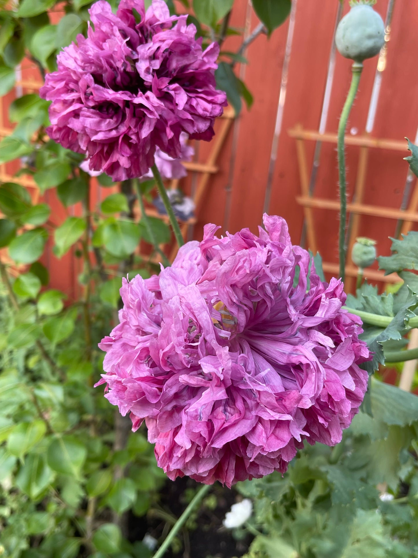 Purple Peony Poppy 100 Seeds