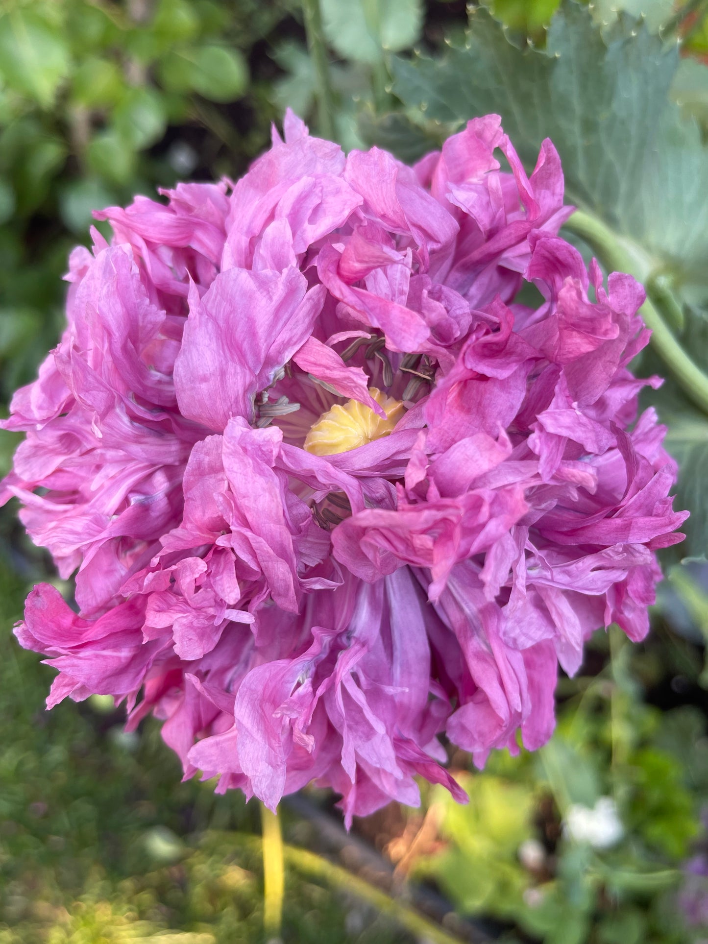 Purple Peony Poppy 100 Seeds