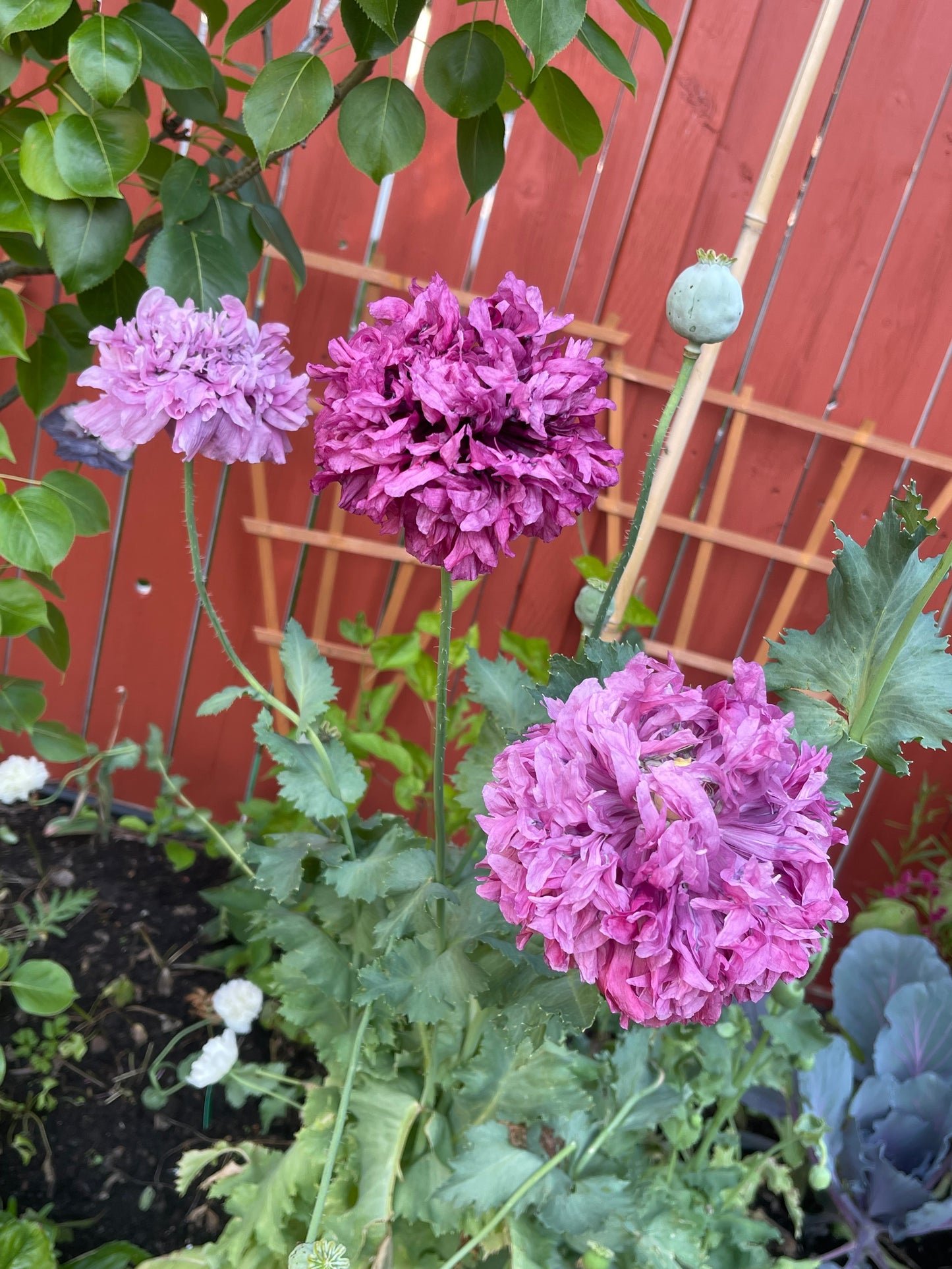 Purple Peony Poppy 100 Seeds