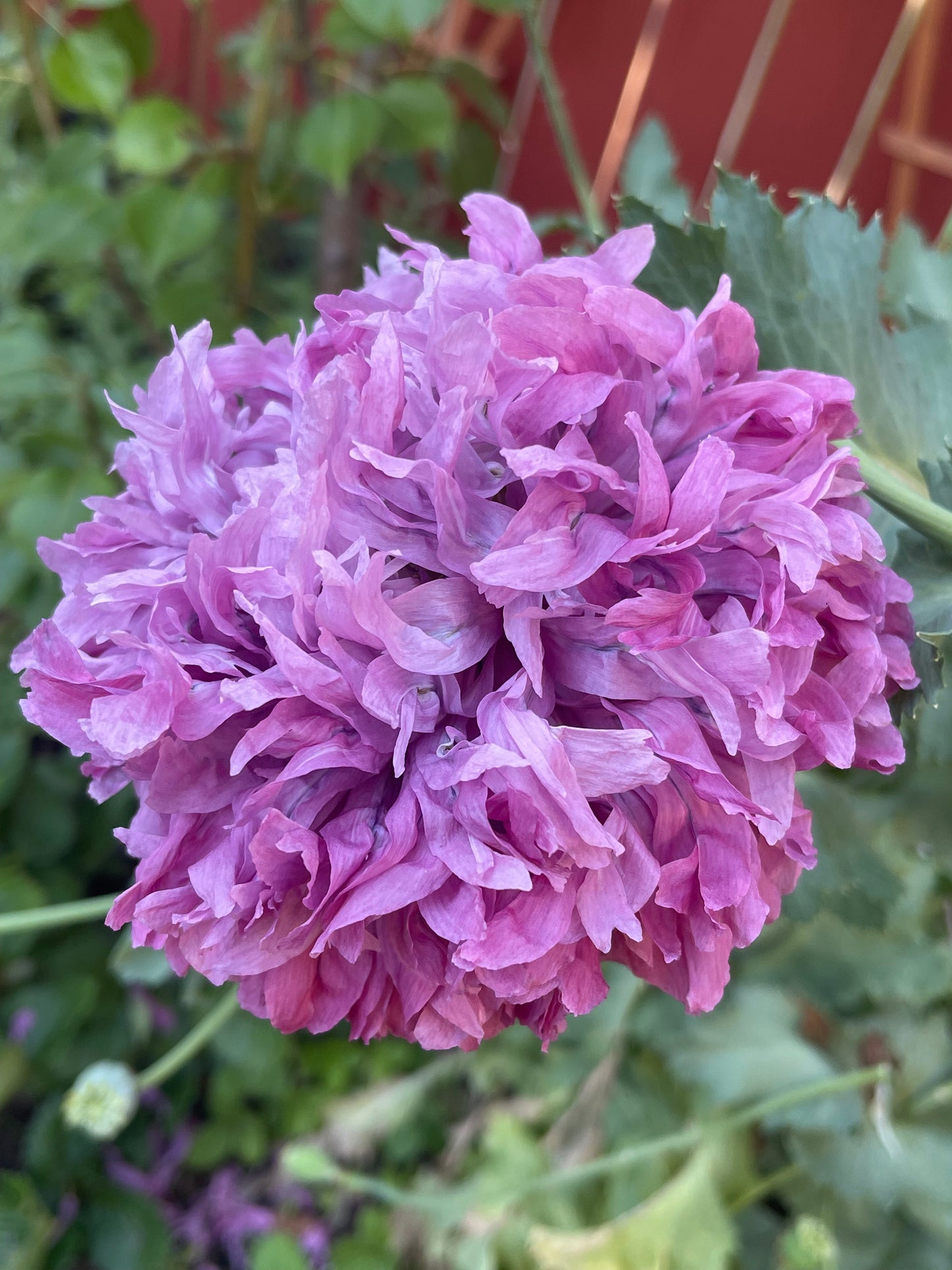 Purple Peony Poppy 100 Seeds