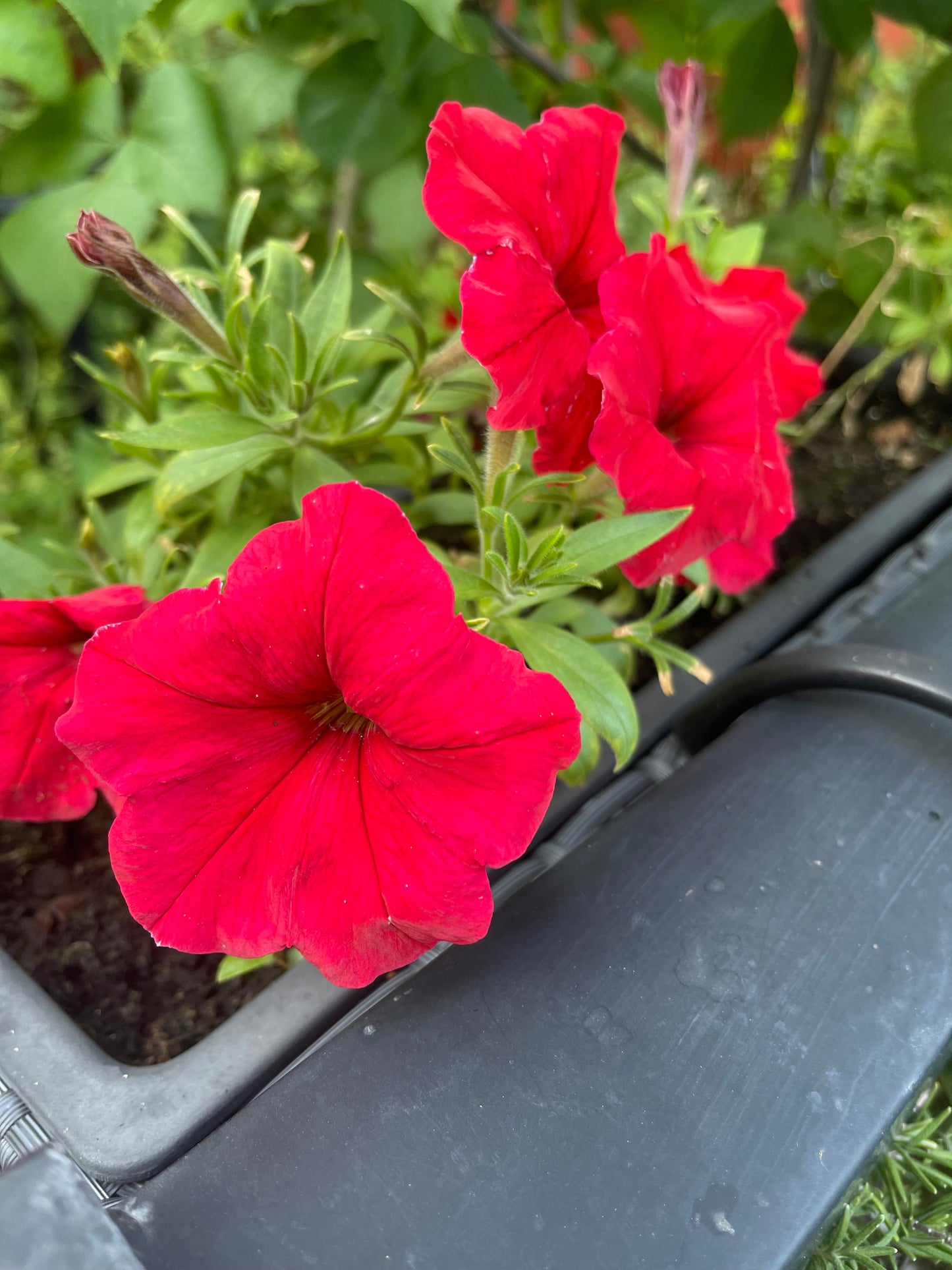 Red Petunia 100 Seeds
