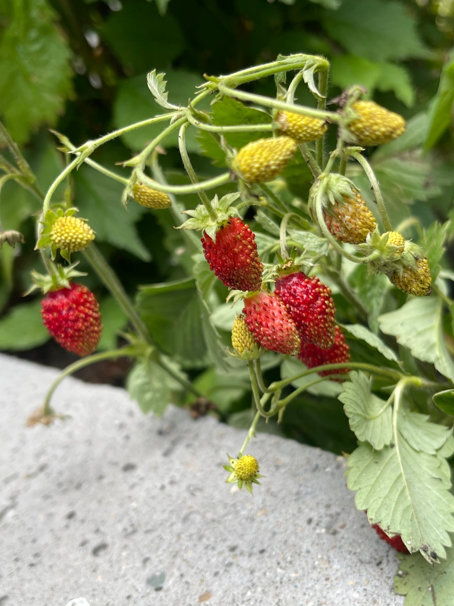Red Alpine Strawberry 100 Seeds