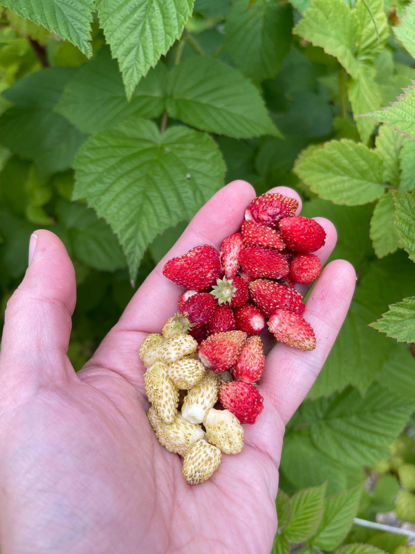 Red Alpine Strawberry 100 Seeds