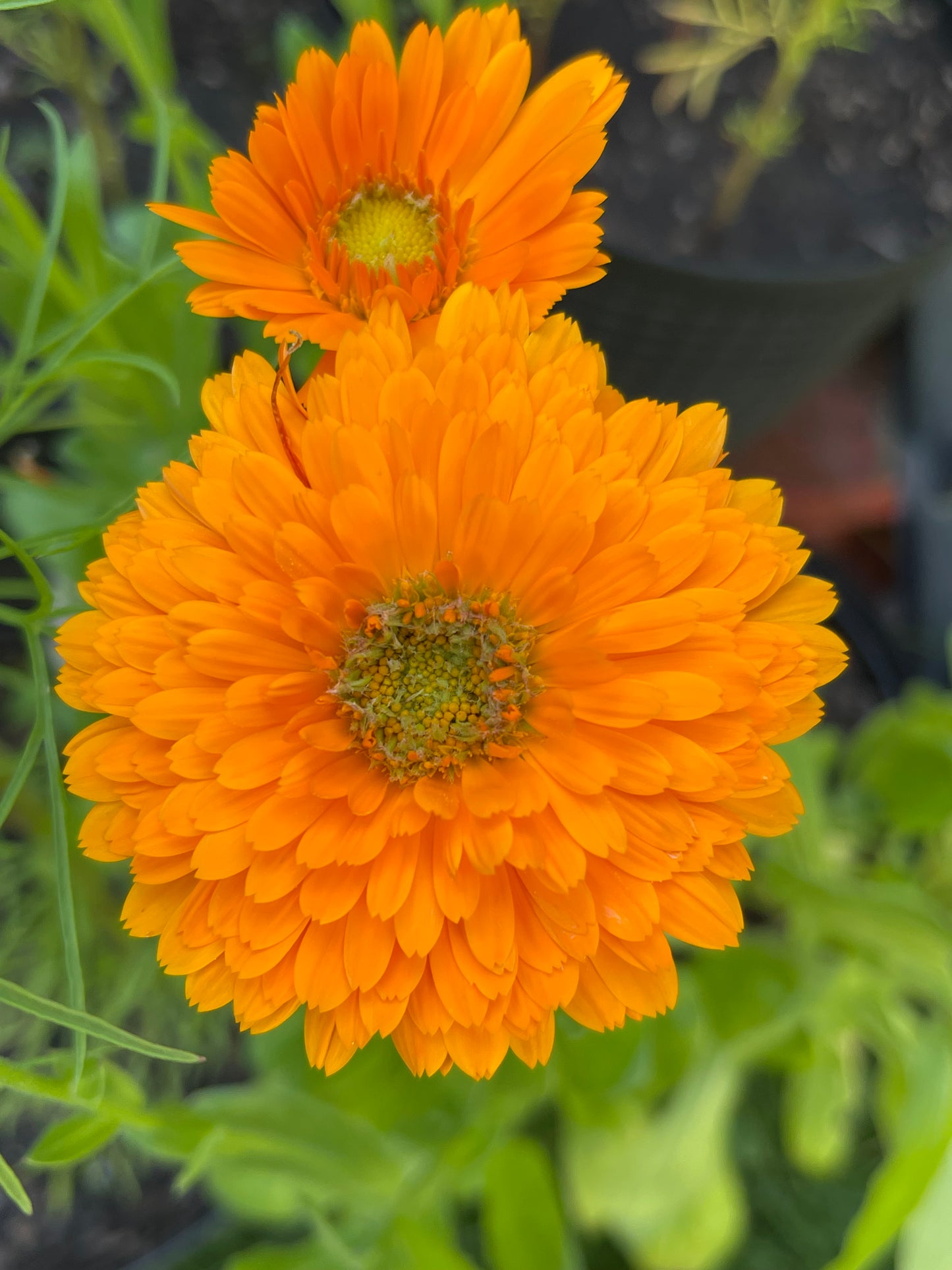 Greenheart Orange Calendula 30 Seeds