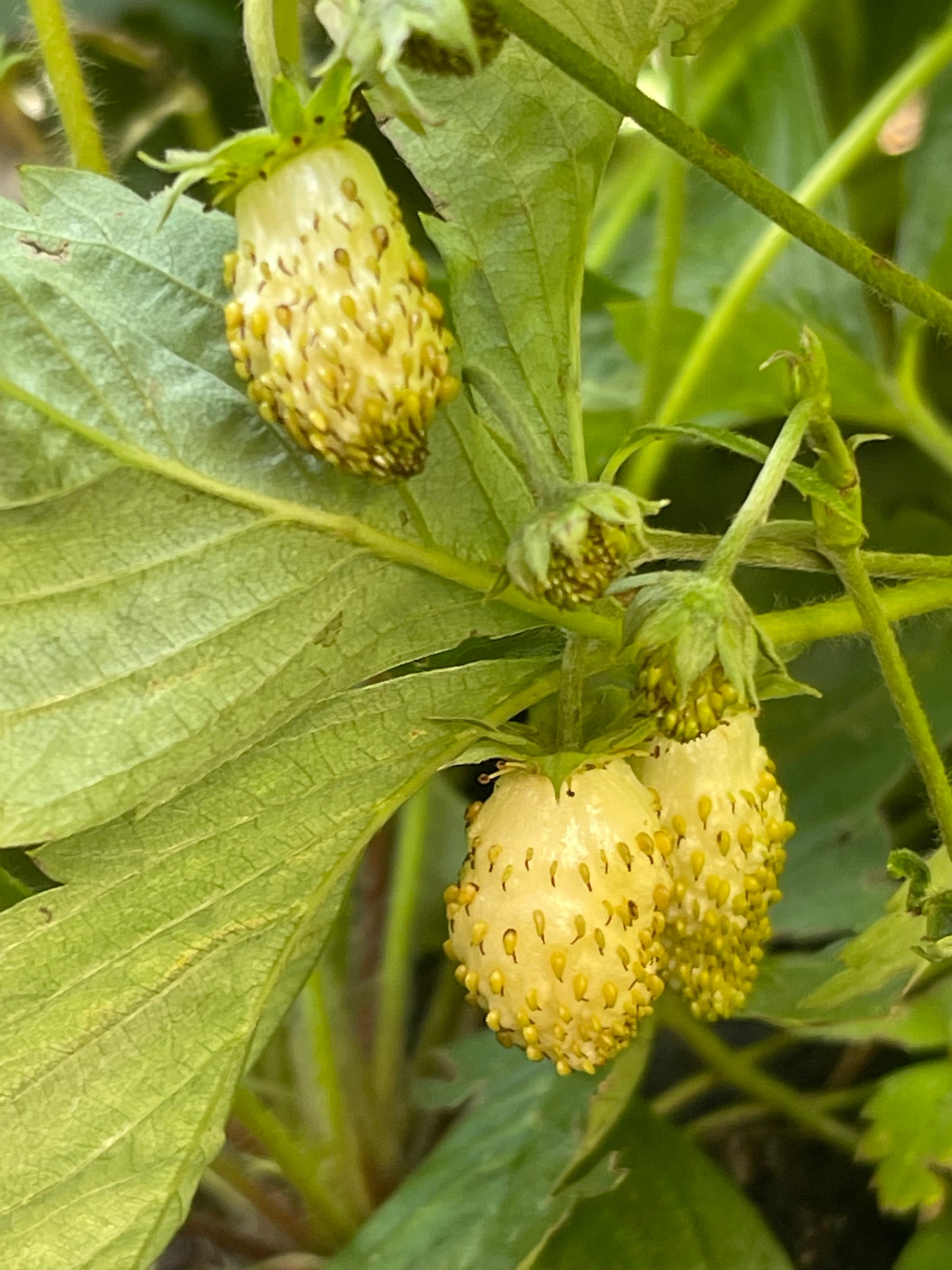 Yellow Wonder Alpine Strawberry 100 Seeds