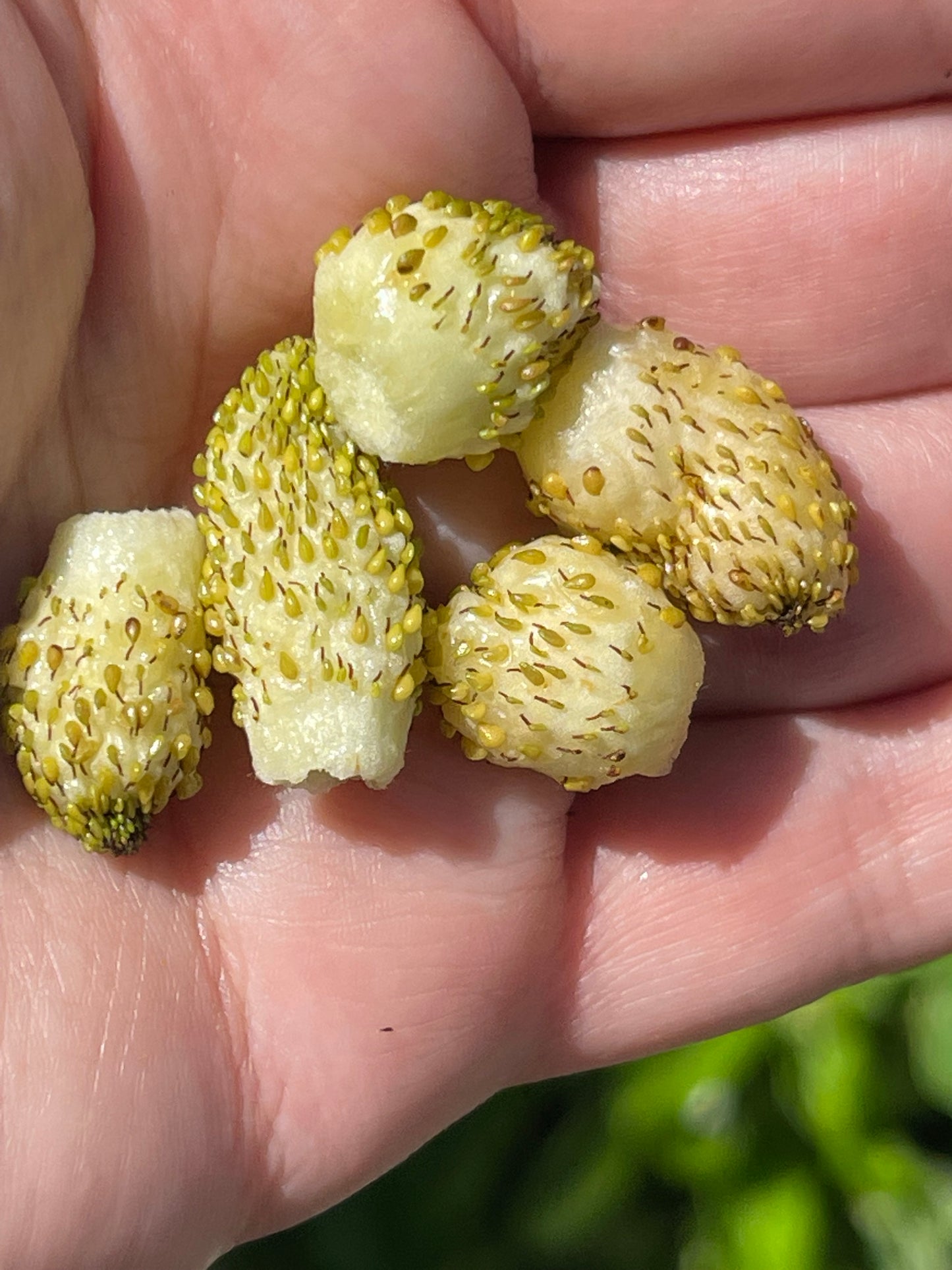 Yellow Wonder Alpine Strawberry 100 Seeds