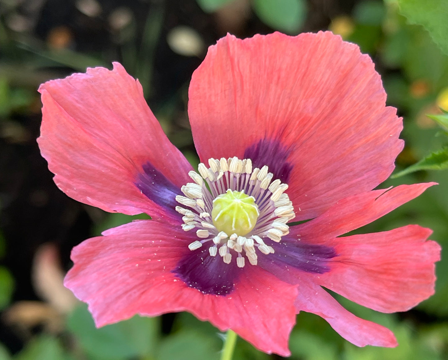 Pink Poppy 100 Seeds