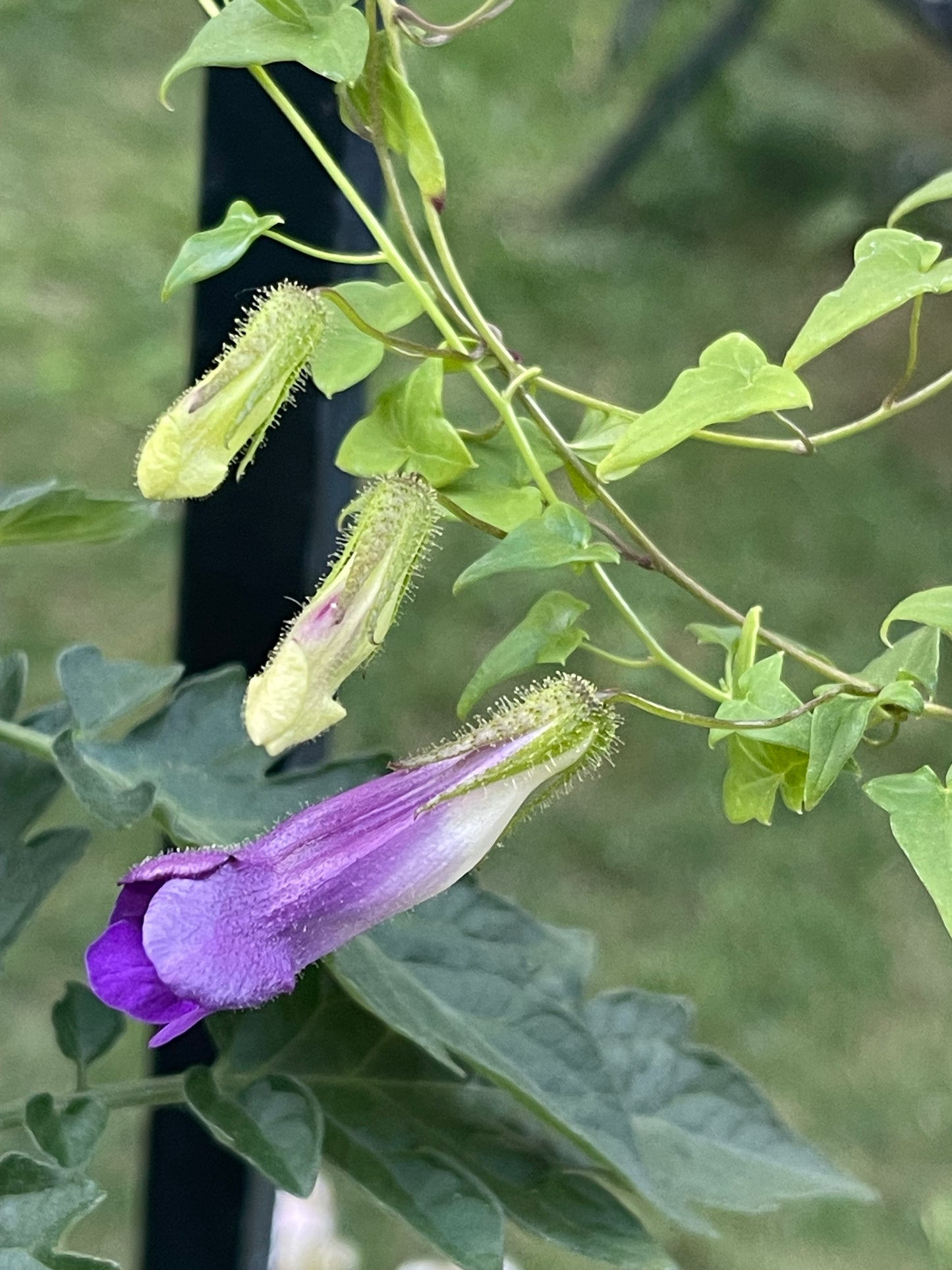 Snapdragon Vine 25 Seeds