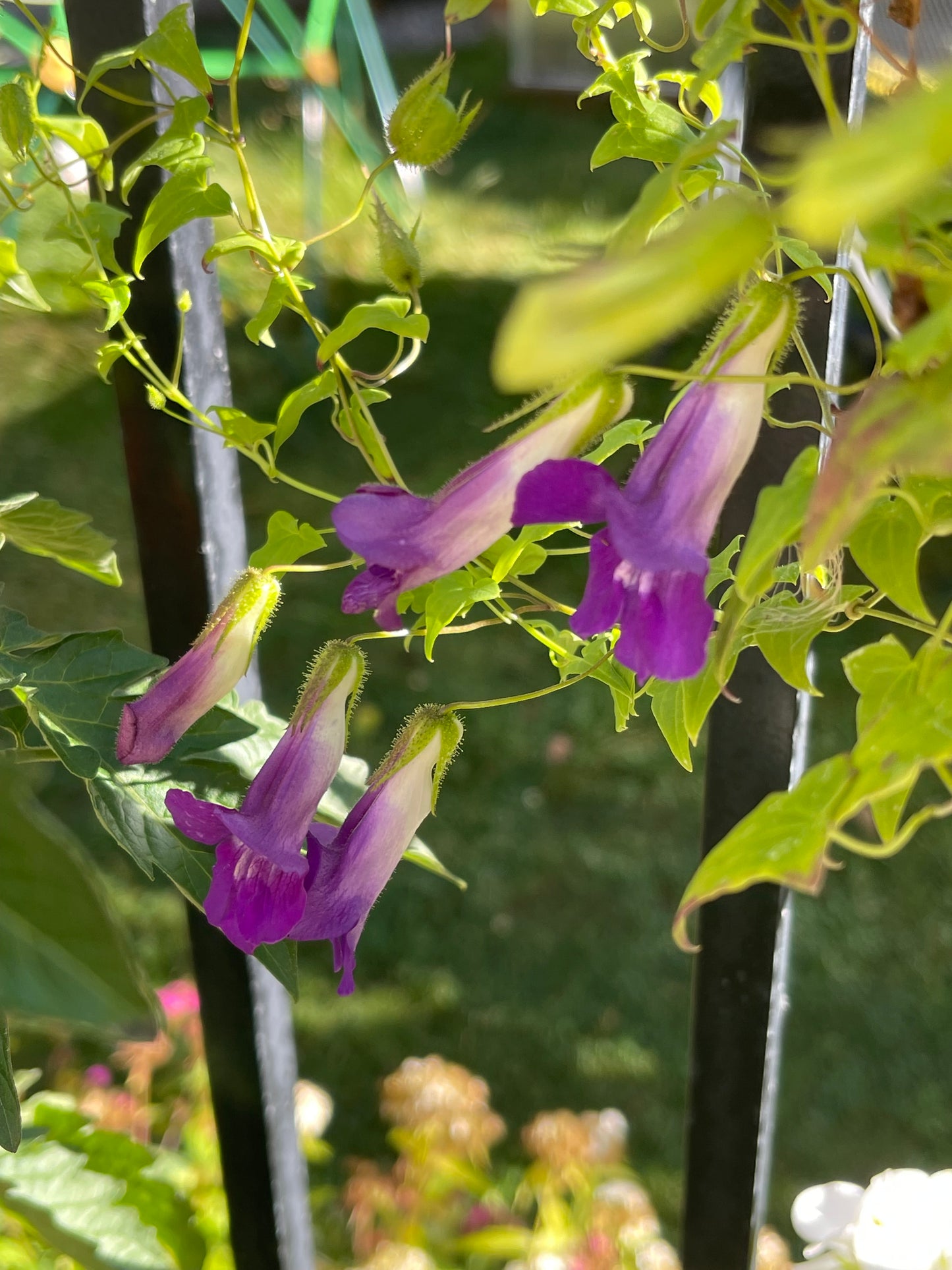 Snapdragon Vine 25 Seeds