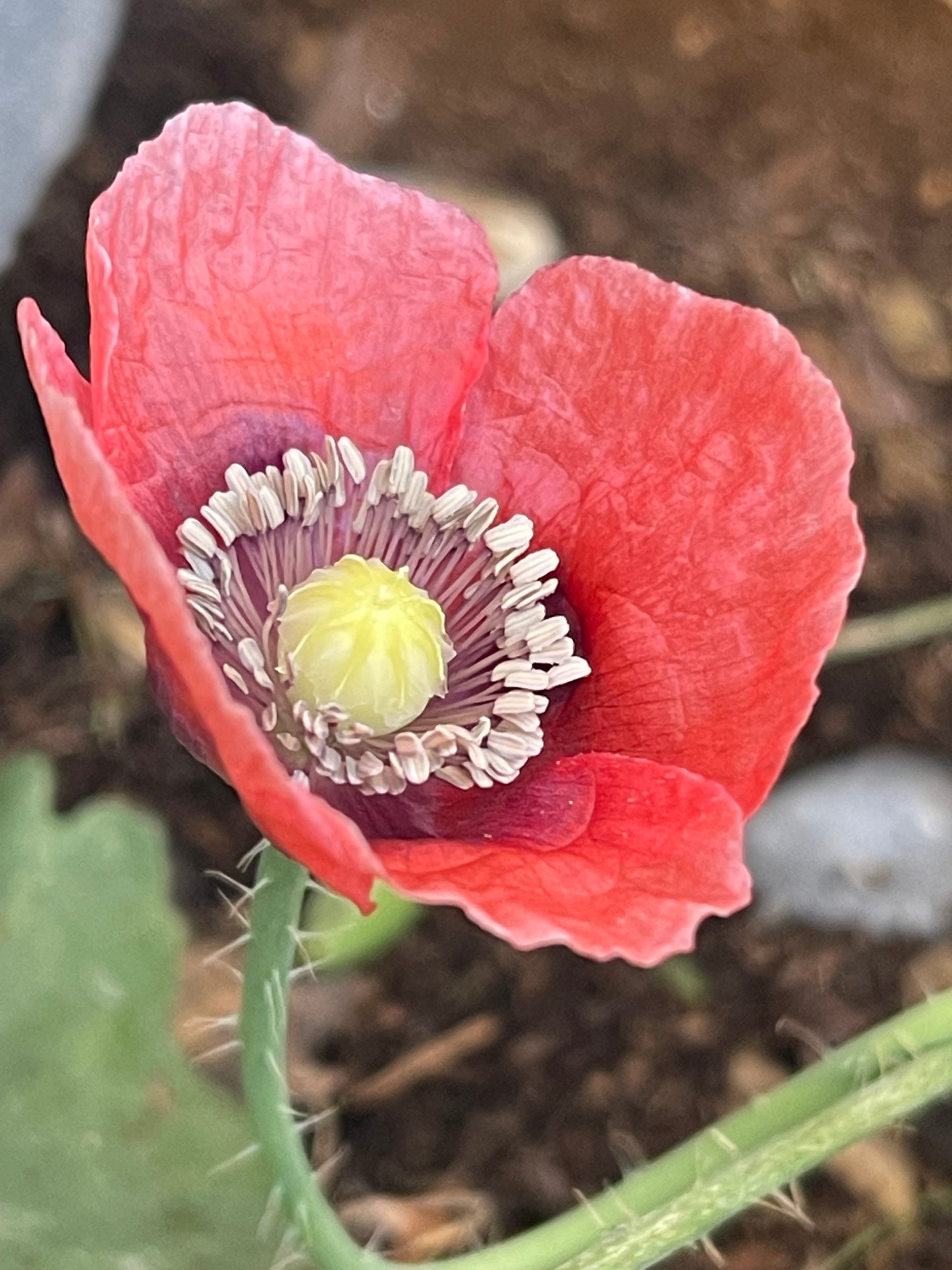 Pink Poppy 100 Seeds