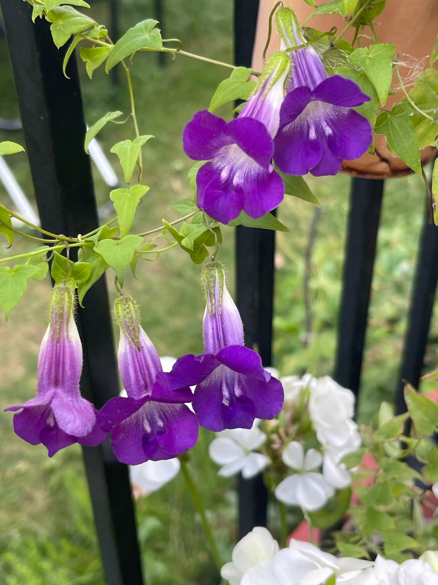 Snapdragon Vine 25 Seeds