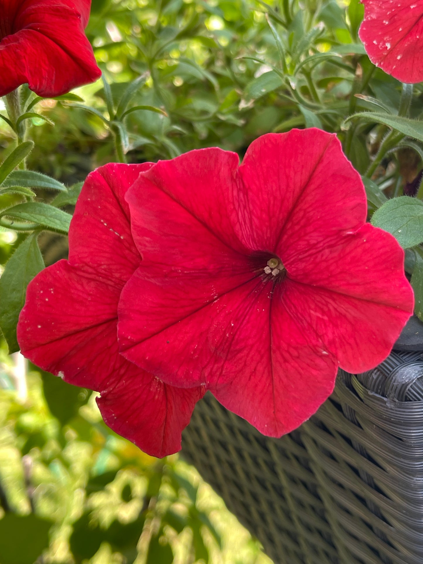 Red Petunia 100 Seeds