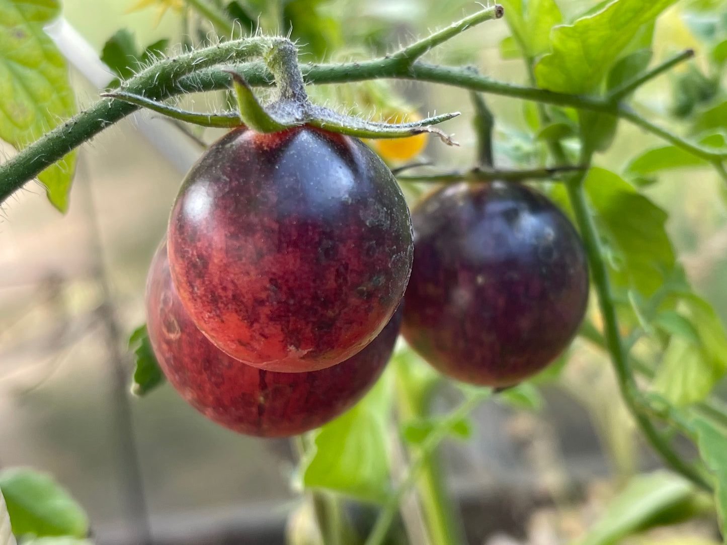 Black Strawberry Tomato 20 Seeds