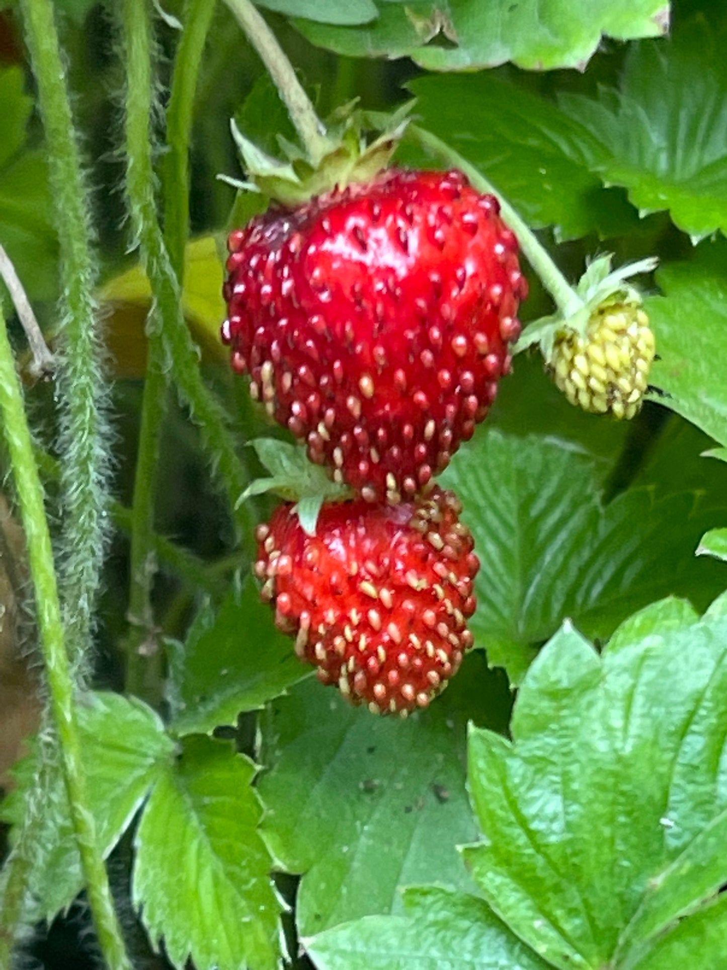 Red Alpine Strawberry 100 Seeds