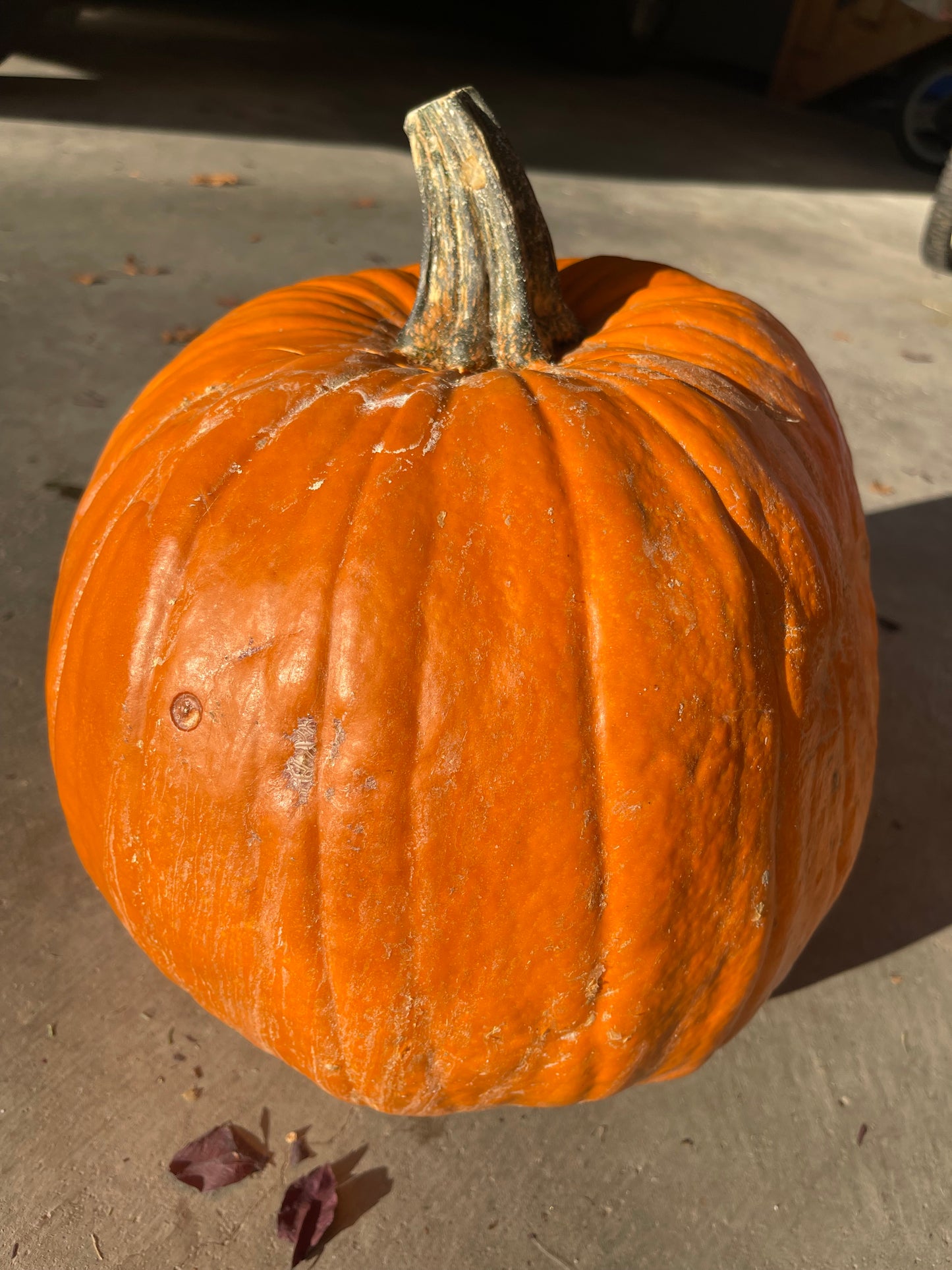 Jack-O'-Lantern Pumpkin 20 Seeds