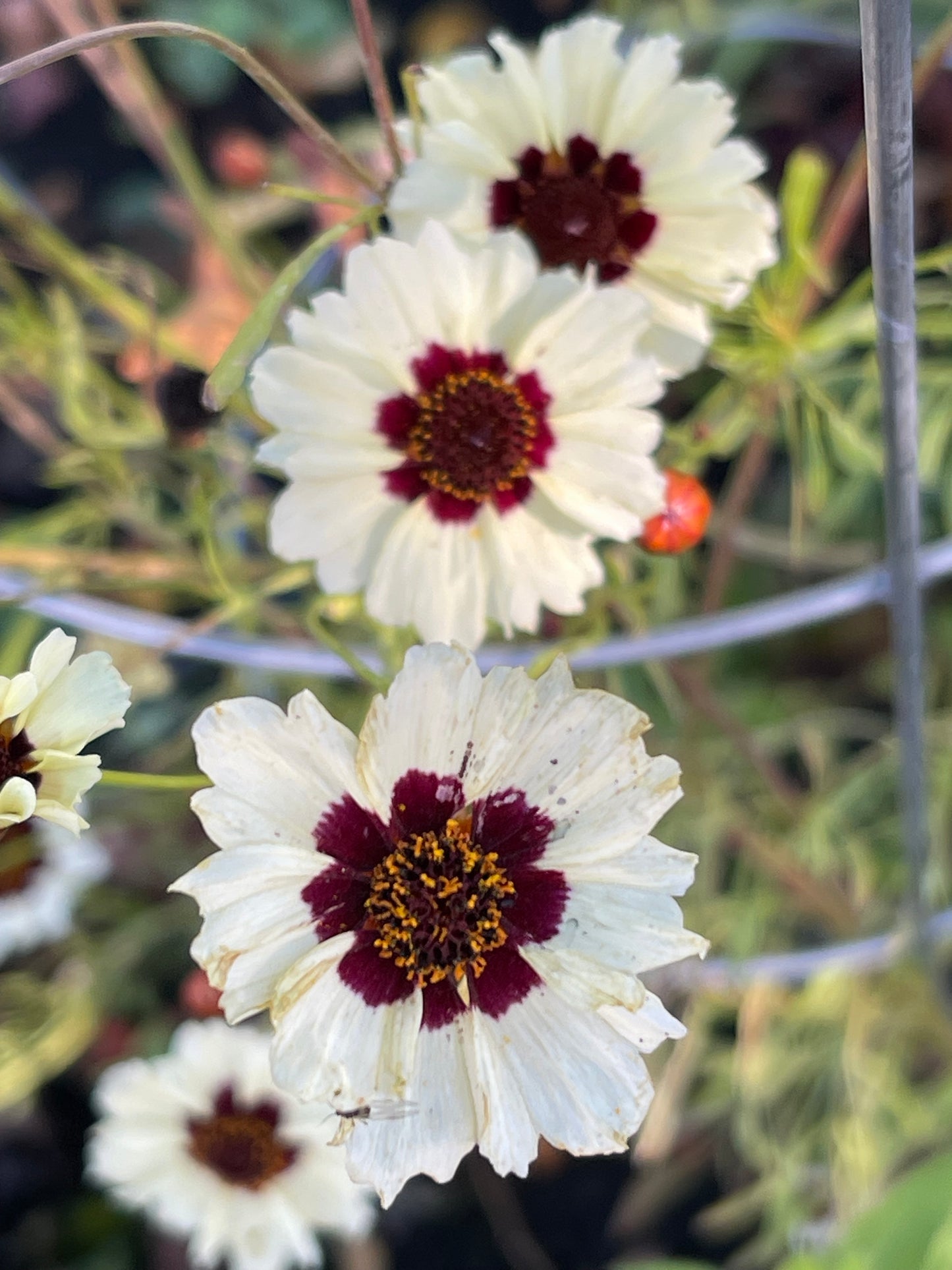 Coreopsis Incredible Swirl 100 Seeds