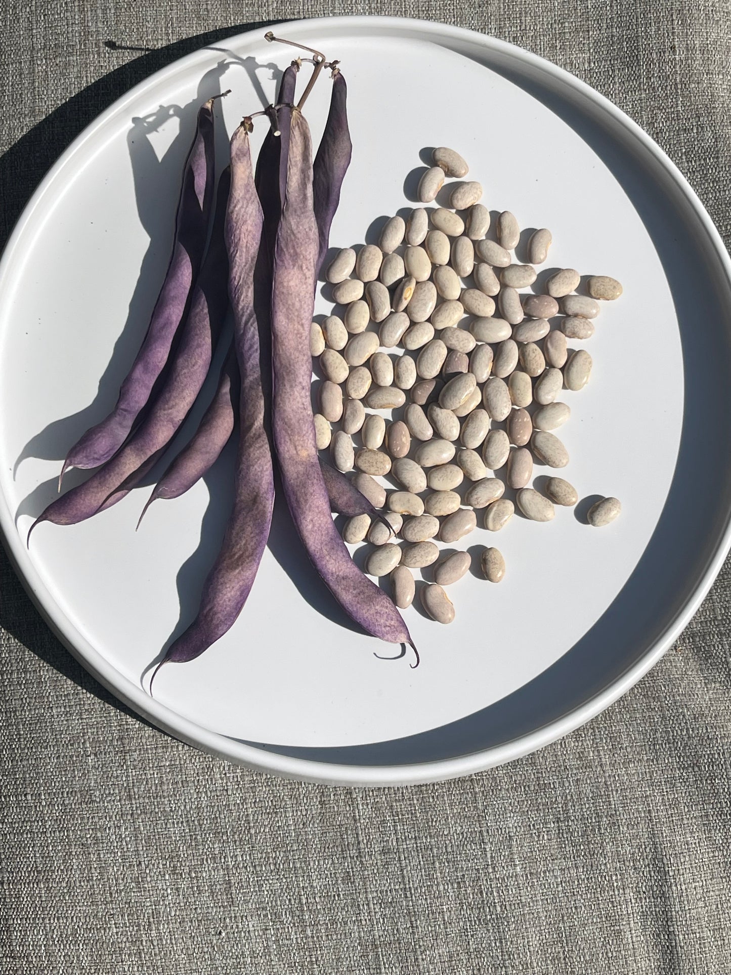 Blue Coco Pole Bean 12 Seeds