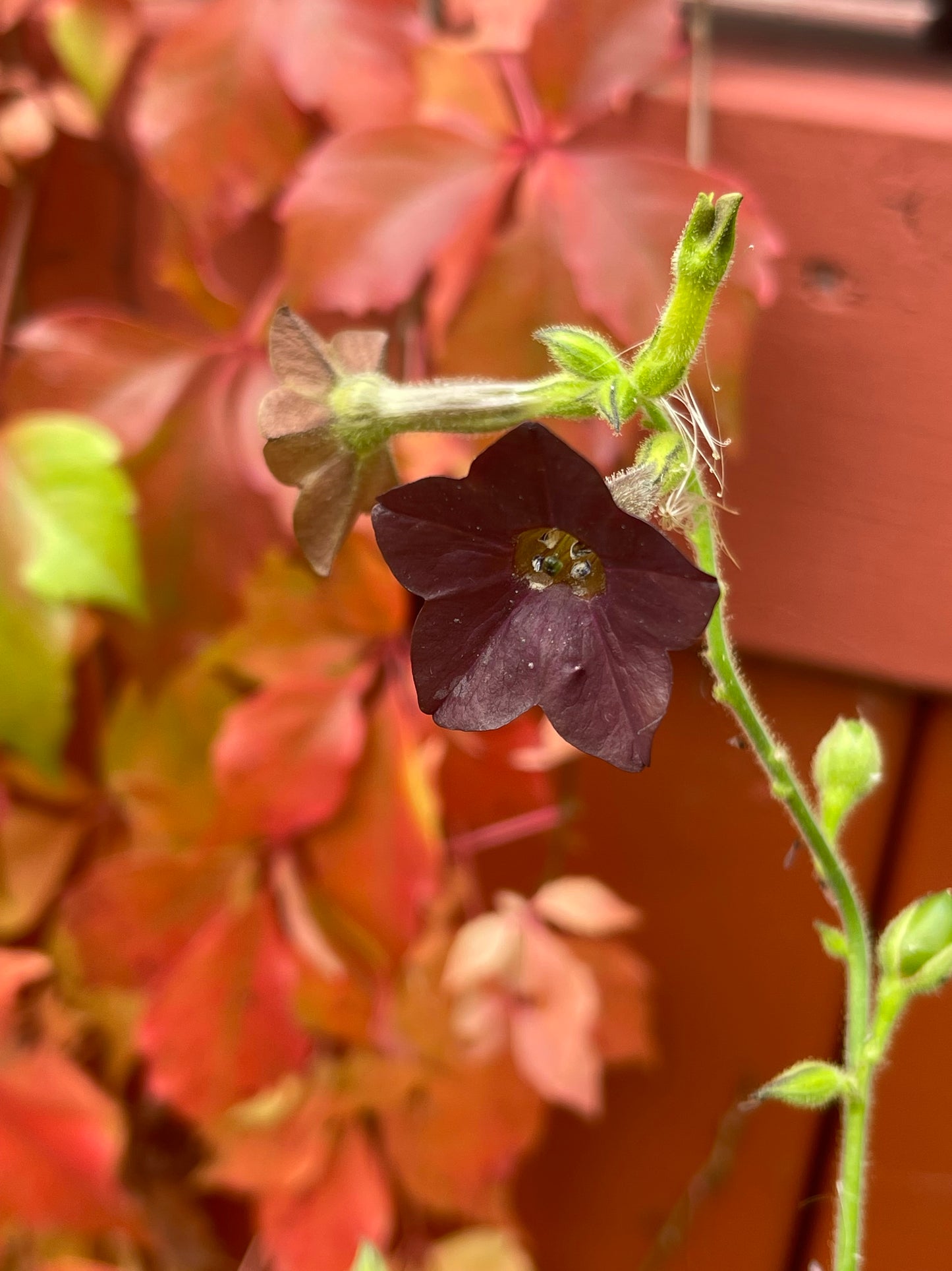 Bronze Queen Nicotiana 250 Seeds