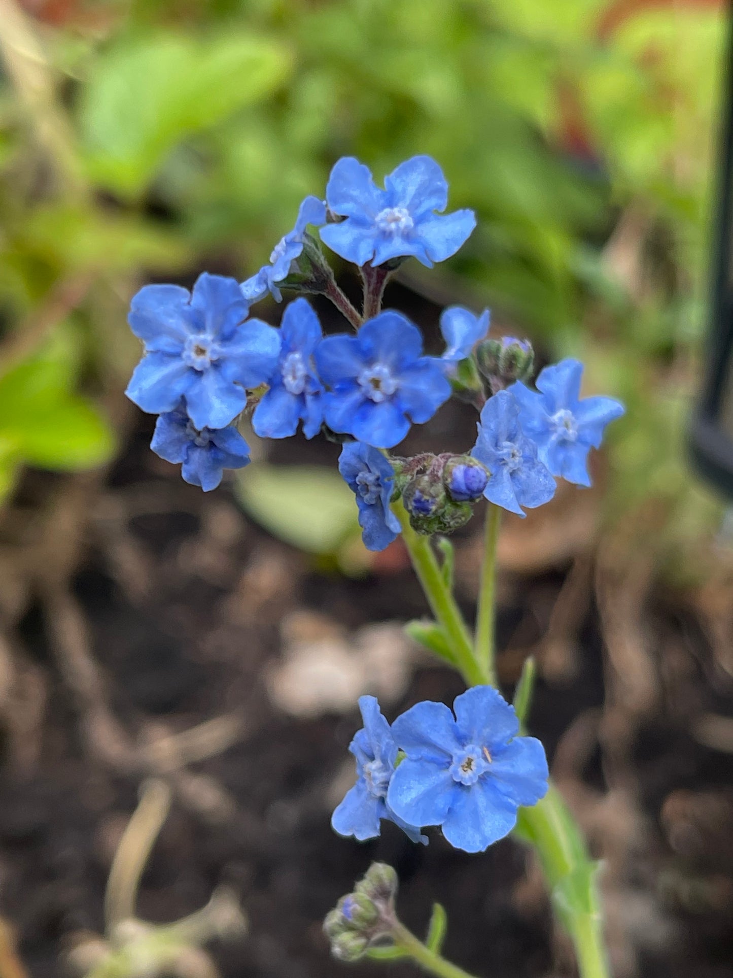 Forget-Me-Not 50 Seeds