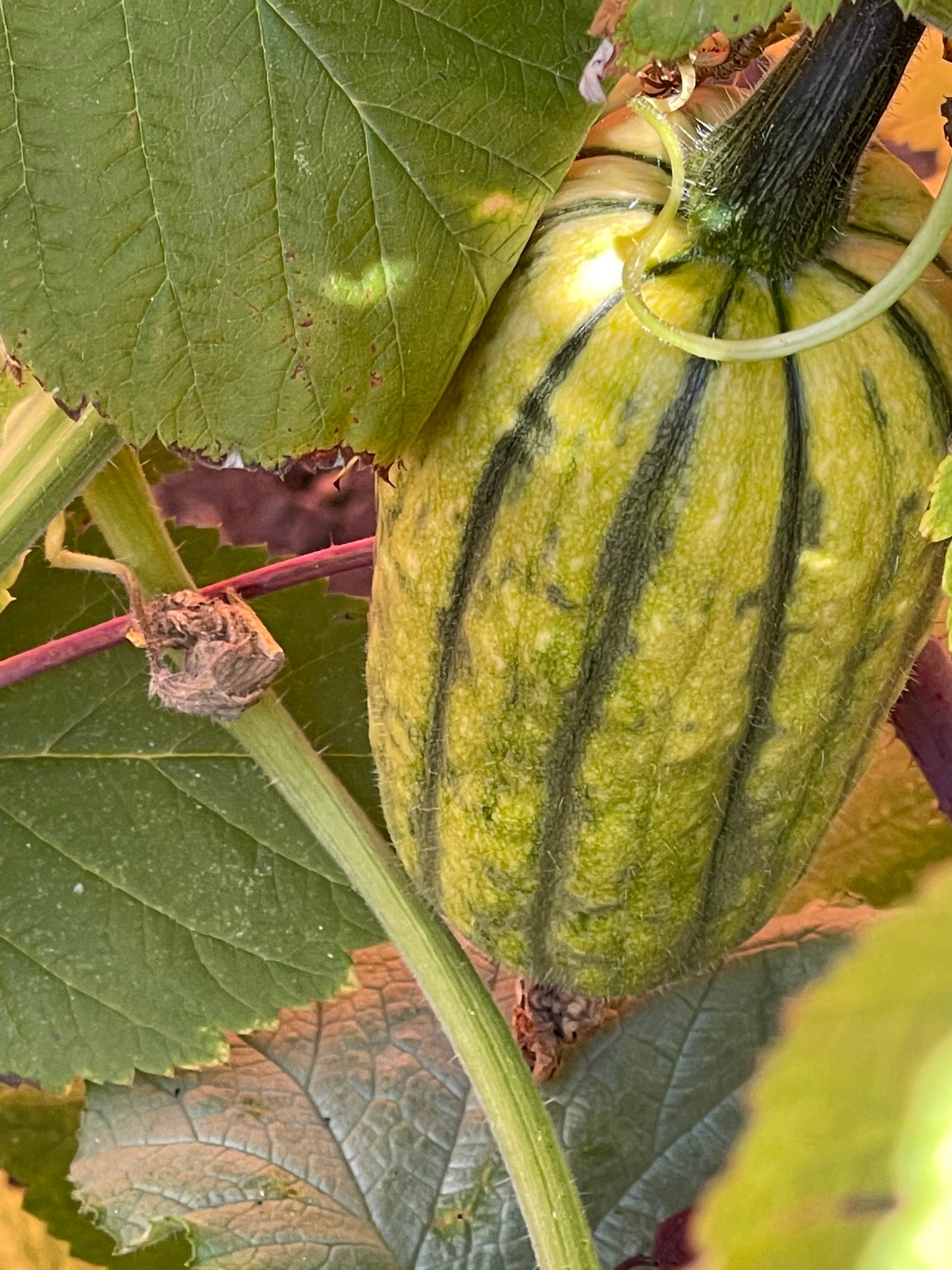 Honeyboat Delicata Winter Squash 12 Seeds